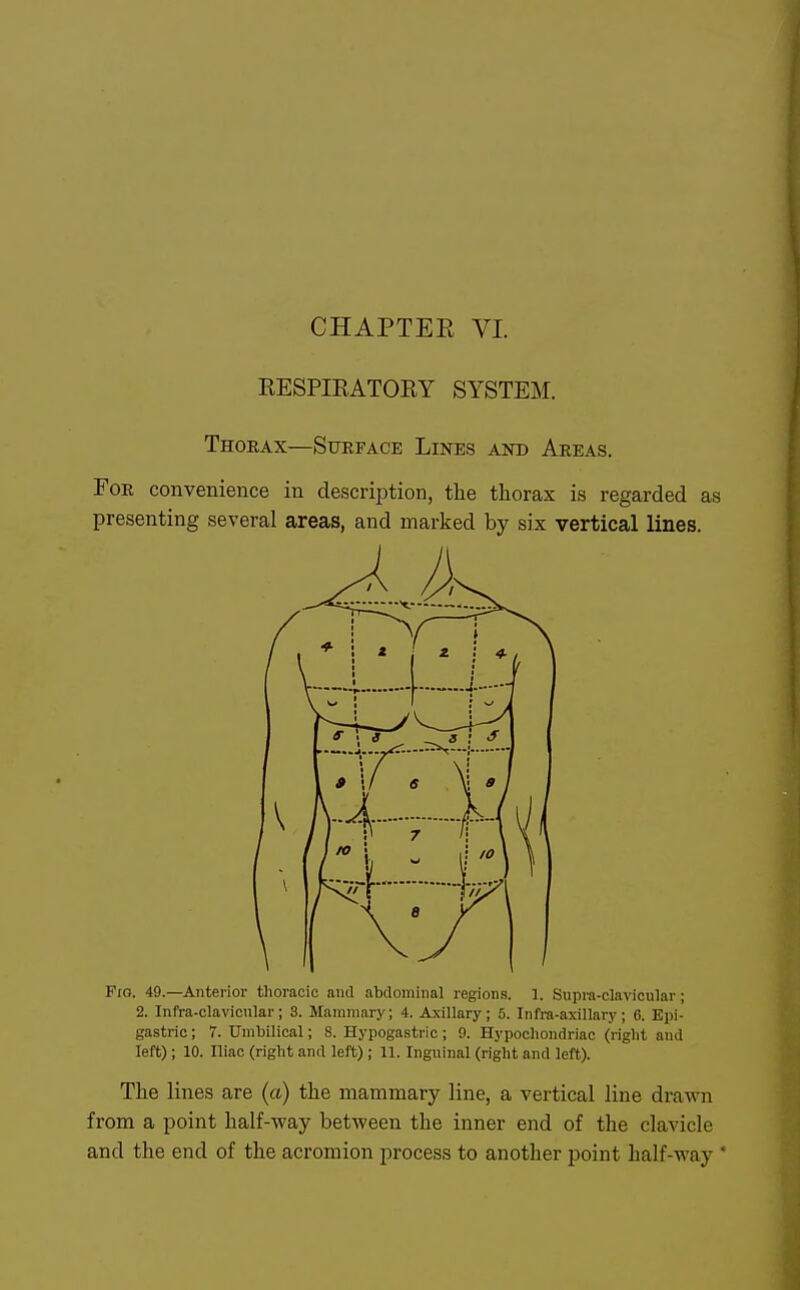 RESPIRATOEY SYSTEJI. Thobax—Surface Lines and Areas. For convenience in description, the thorax is regarded as presenting several areas, and marked by six vertical lines. Fia. 49.—Anterior thoracic and abdominal regions. 1. Supiu-clavicular; 2. Infra-clavicular; 3. Mammary; 4. Axillary; 5. Infra-axillary; 6. Epi- gastric ; 7. Umbilical; 8. Hypogastric; 9. Hypochondriac (right and left); 10. Iliac (right and left); 11. Inguinal (right and left). The lines are (a) the mammary line, a vertical line drawn from a point half-way between the inner end of the clavicle and the end of the acromion process to another point half-way *