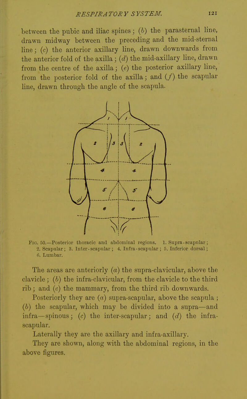 between the pubic and iliac spines; {h) the parasternal line, drawn midway between the preceding and the mid-sternal line; (c) the anterior axillary line, drawn downwards from the anterior fold of the axilla; {d) the mid-axillary line, drawn from the centre of the axilla; (e) the posterior axillary line, from the posterior fold of the axilla; and (/) the scapular line, drawn through the angle of the scapula. Fio. 50.—Postet'ior thoracic and abdominal regions. 1. Supra-scapular; 2. Scapular; 3. Inter - scapular ; 4. Infra - scapular ; 5. Inferior dorsal; (i. Lumbar. The areas are anteriorly (a) the supra-clavicular, above the clavicle; (6) the infra-clavicular, from the clavicle to the third rib; and (c) the mammary, from the third rib downwards. Posteriorly they are (a) supra-scapular, above the scapula ; (h) the scapular, which may be divided into a supra—and infra—spinous; (c) the inter-scapular; and (d) the infra- scapular. Laterally they are the axillary and infra-axillary. They are shown, along with the abdominal regions, in the above figures.
