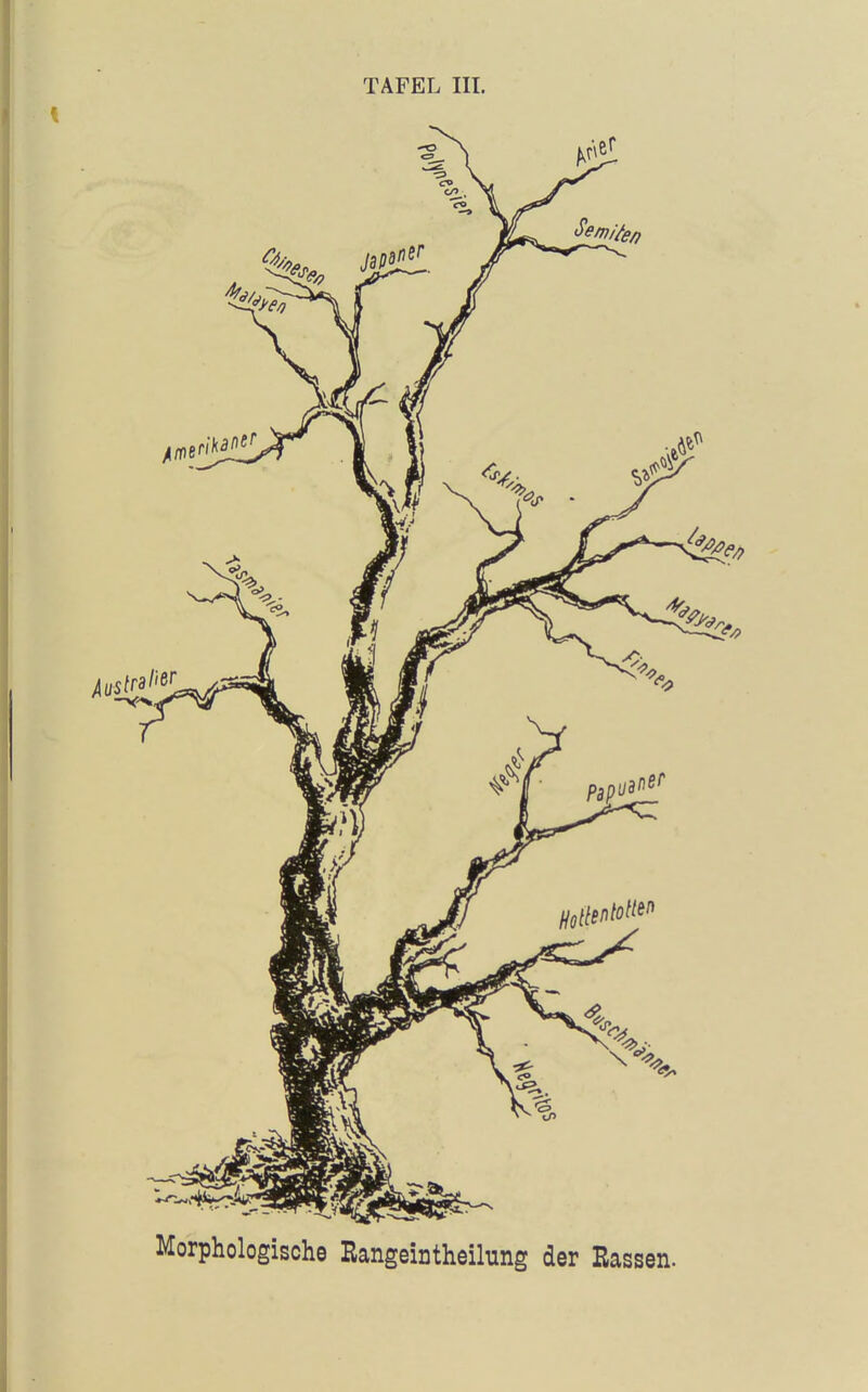 Morphologische Eangeintheilung der Rassen.