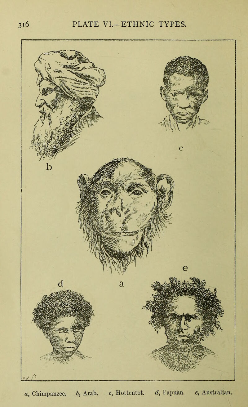 a, Chimpanzee, b, Arab. c, Hottentot. d, Papuan. e, Australian.