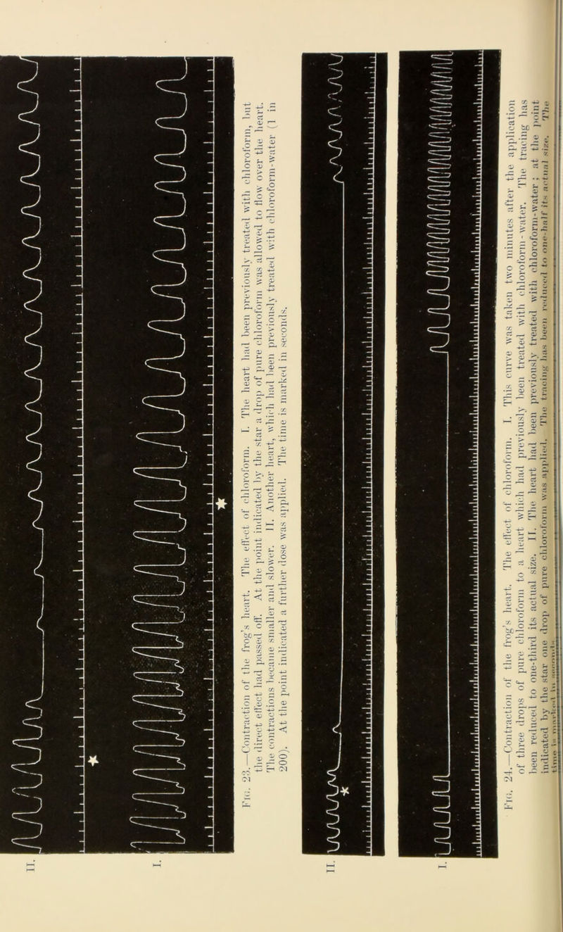 c c n P c p c o Q c CM 4.—Contraction of the frog’s lieart. rJ’lie effect of chloroform. T. This curve was taken two minutes after the application of three drops of pure chloroform to a heart which had previously been treated with chloroform-water. The tracing has been reduced to one-third its actual size. If. The heart had been previously treated with chloroform-water; at the‘point indicated by the star one drop of pure chloroform was applied. The tracing has been reduced to one-half its actual size. Tim time \f* , i , . 1 i -r - - --