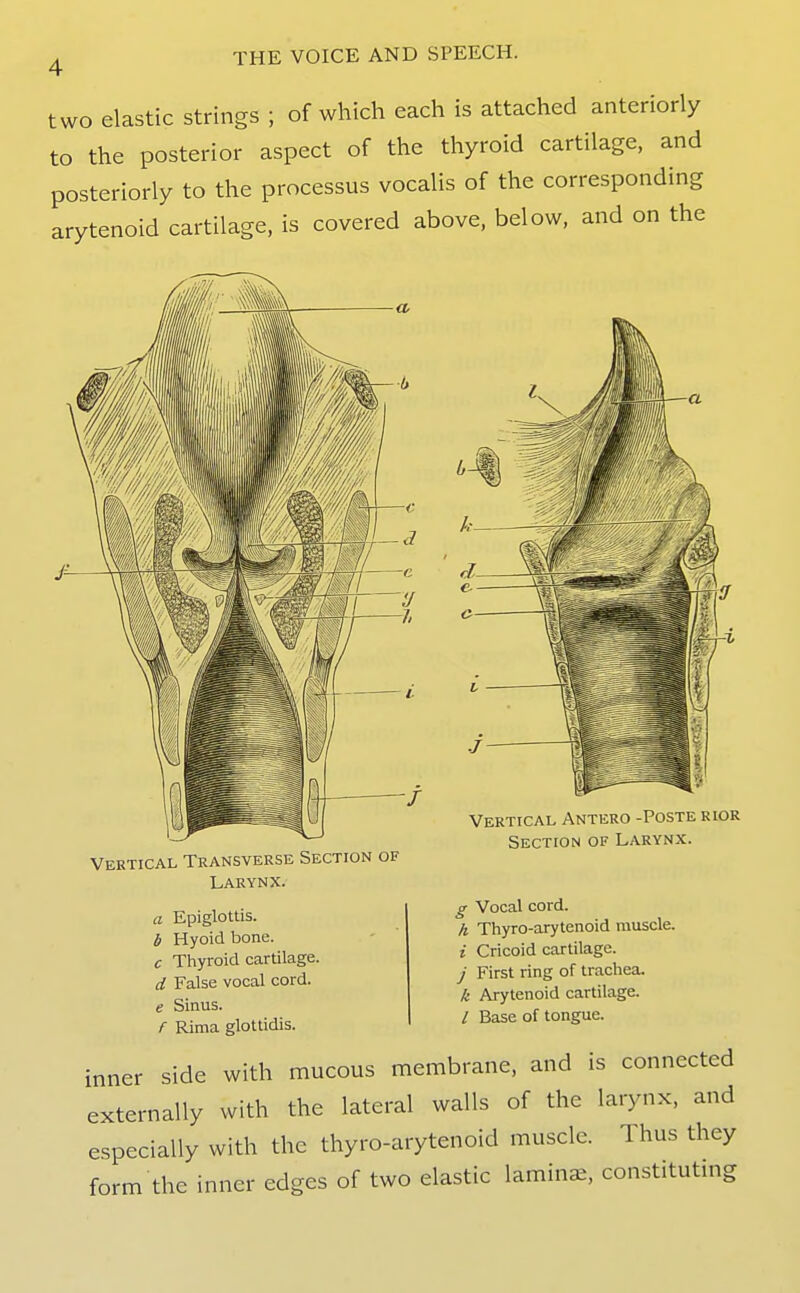 two elastic strings ; of which each is attached anteriorly to the posterior aspect of the thyroid cartilage, and posteriorly to the processus vocalis of the corresponding arytenoid cartilage, is covered above, below, and on the Vertical Antero -Poste rior Section of Larynx. Vertical Transverse Section of Larynx. a Epiglottis. 6 Hyoid bone. c Thyroid cartilage. d False vocal cord. e Sinus. f Rima glottidis. inner side with mucous membrane, and is connected externally with the lateral walls of the larynx, and especially with the thyro-arytenoid muscle. Thus they form the inner edges of two elastic lamina, constitutmg g Vocal cord. h Thyro-arytenoid muscle. i Cricoid cartilage. J First ring of trachea. k Arytenoid cartilage. / Base of tongue.