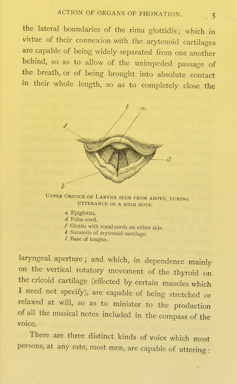 the lateral boundaries of the rima glottidis; which in virtue of their connexion with the arytenoid cartilages are capable of being widely separated from one another behind, so as to allow of the unimpeded passage of the breath, or of being brought into absolute contact in their whole length, so as to completely close the Upper Orifice of Larynx seen from above, during utterance of a high note. a Epiglottis. d False cord. f Glottis with vocal cords on either side. k Summits of arytenoid cartilage. / Base of tougue. laryngeal aperture ; and which, in dependence mainly on the vertical rotatory movement of the thyroid on the cricoid cartilage (effected by certain muscles which I need not specify), are capable of being stretched or relaxed at will, so as to minister to the production of all the musical notes included in the compass of the voice. There are three distinct kinds of voice which most persons, at any rate, most men, are capable of uttering: