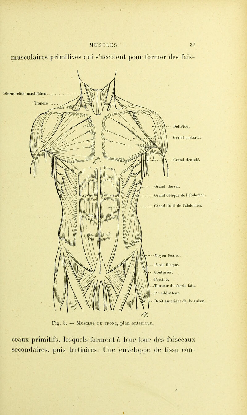 musculaires primitives qui s'accolent pour former des faîs- Fig. 5. — Muscles du tronc, plan antérieur. ceaux primitifs, lesquels forment à leur tour des faisceaux secondaires, puis tertiaires. Une enveloppe de tissu con-