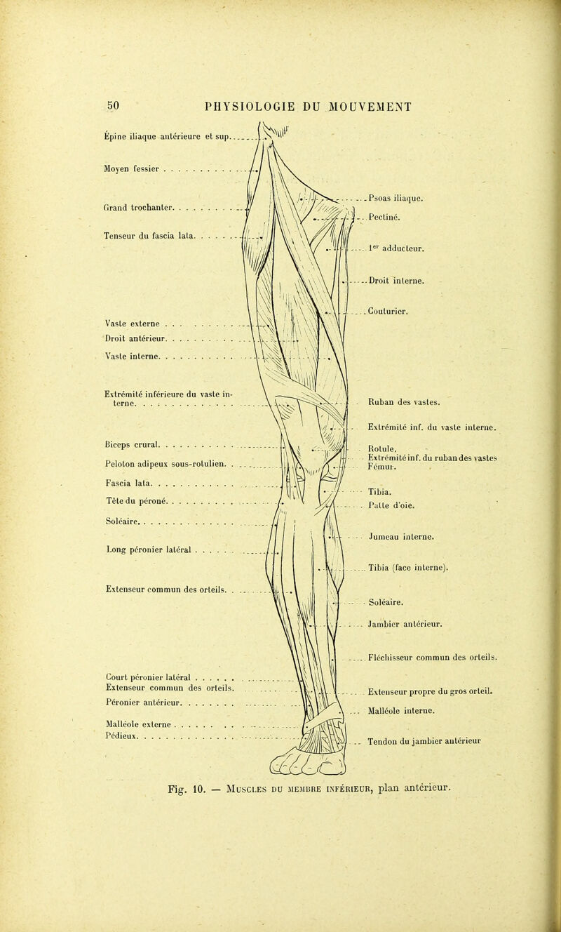 Epine iliaque antérieure et sup. Moyen fessier Grand trochanter Tenseur du fascia lala Vaste externe Droit antérieur Vaste interne Extrémité inférieure du vaste terne Biceps crural Peloton adipeux sous-rolulien Fascia lata Tôte du péroné Soléaire Court péronier latéral Extenseur commun des orteils Péronier antérieur Malléole externe Pédieux Psoas iliaque. * Pectine. 1er adducteur. Droit interne. . Couturier. Ruban des vastes. Extrémité inf. du vaste interne. Long péronier latéral Extenseur commun des orteils Rotule. Extrémitéinf. du rubandes vastes Fémur. Jumeau interne. Tibia (face interne). Soléaire. Jambier antérieur. Fléchisseur commun des orteils. Extenseur propre du gros orteil. . Malléole interne. .. Tendon du jambier antérieur