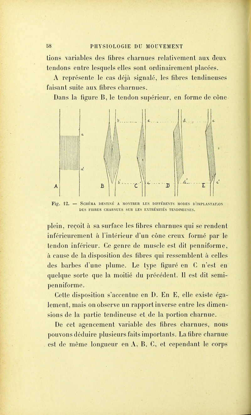 tions variables des fibres charnues relativement aux deux tendons entre lesquels elles sont ordinairement placées. A représente le cas déjà signalé, les fibres tendineuses faisant suite aux fibres charnues. Dans la figure B, le tendon supérieur, en forme de cône Fig. 12. — Schéma destiné a montrer les différents modes d'implantation DES FIBRES CHARNUES SUR LES EXTRÉMITÉS TENDINEUSES. plein, reçoit à sa surface les fibres charnues qui se rendent inférieurement à l'intérieur d'un cône creux formé par le tendon inférieur. Ce genre de muscle est dit penniforme, à cause de la disposition des fibres qui ressemblent à celles des barbes d'une plume. Le type figuré en C n'est en quelque sorte que la moitié du précédent. Il est dit semi- penniforme. Cette disposition s'accentue en D. En E, elle existe éga- lement, mais on observe un rapport inverse entre les dimen- sions de la partie tendineuse et de la portion charnue. De cet agencement variable des fibres charnues, nous pouvons déduire plusieurs faits importants. La fibre charnue est de même longueur en A, B, C, et cependant le corps