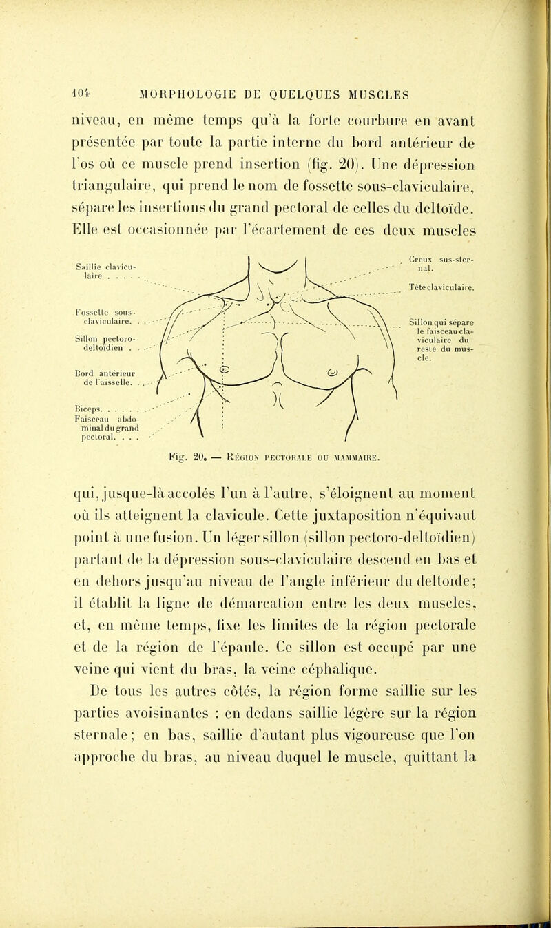 niveau, en même temps qu'à la forte courbure en avant présentée par toute la partie interne du bord antérieur de l'os où ce muscle prend insertion (fig. 20). Une dépression triangulaire, qui prend le nom de fossette sous-claviculaire, sépare les insertions du grand pectoral de celles du deltoïde. Elle est occasionnée par l'écartement de ces deux muscles Fig. 20. — RÉGION PECTORALE OU MAMMAIRE. qui, jusque-là accolés l'un à l'autre, s'éloignent au moment où ils atteignent la clavicule. Cette juxtaposition n'équivaut point à une fusion. Un léger sillon (sillon pectoro-deltoïdien) partant de la dépression sous-claviculaire descend en bas et en dehors jusqu'au niveau de l'angle inférieur du deltoïde; il établit la ligne de démarcation entre les deux muscles, et, en même temps, fixe les limites de la région pectorale et de la région de l'épaule. Ce sillon est occupé par une veine qui vient du bras, la veine céphalique. De tous les autres côtés, la région forme saillie sur les parties avoisinantes : en dedans saillie légère sur la région sternale; en bas, saillie d'autant plus vigoureuse que l'on approche du bras, au niveau duquel le muscle, quittant la