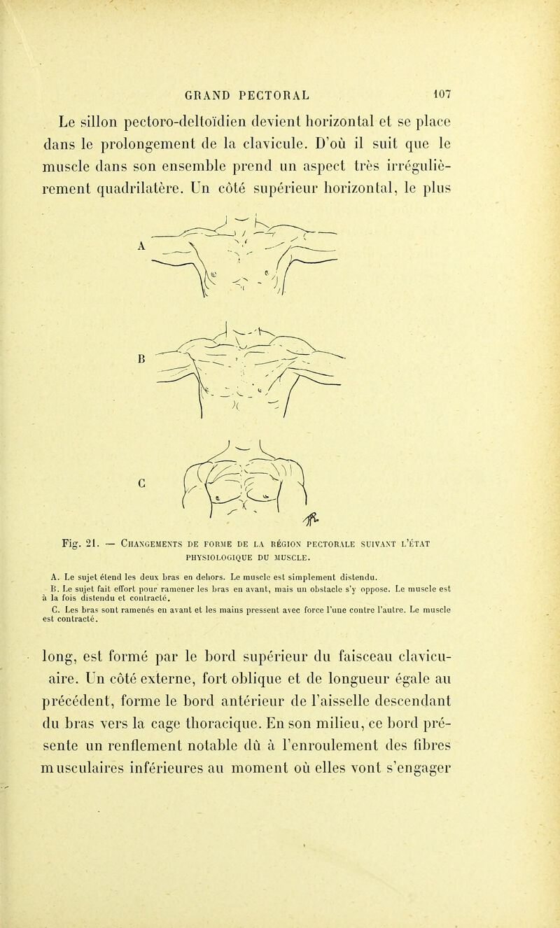 Le sillon pectoro-dcltoïdien devient horizontal et se place dans le prolongement de la clavicule. D'où il suit que le muscle dans son ensemble prend un aspect très irréguliè- rement quadrilatère. Un côté supérieur horizontal, le plus Fig. 21. — Changements de forme de la région pectorale suivant l'état PHYSIOLOGIQUE DU MUSCLE. A. Le sujet élend les deux bras en dehors. Le muscle est simplement distendu. B. Le sujet fait effort pour ramener les bras en avant, mais un obstacle s'y oppose. Le muscle est à la fois distendu et contracté. C. Les bras sont ramenés en avant et les mains pressent avec force l'une contre l'autre. Le muscle est contracté. long, est formé par le bord supérieur du faisceau clavicu- aire. Un côté externe, fort oblique et de longueur égale au précédent, forme le bord antérieur de l'aisselle descendant du bras vers la cage thoracique. En son milieu, ce bord pré- sente un renflement notable dû à l'enroulement des fibres musculaires inférieures au moment où elles vont s'engager