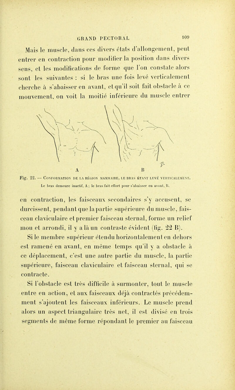 Mais le muscle, dans ces divers états d'allongement, peut entrer en contraction pour modifier la position dans divers sens, et les modifications de forme que Ton constate alors sont les suivantes : si le bras une fois levé verticalement cherche à s'abaisser en avant, et qu'il soit fait obstacle à ce mouvement, on voit la moitié inférieure du muscle entrer A B Fig. 22. — Conformation pe la région mammaire, i.e bras étant levé verticalement. Le Liras demeure inactif, A; le bras fait effort pour s'abaisser en avant, B. en contraction, les faisceaux secondaires s'y accusent, se durcissent, pendant que la partie supérieure du muscle, fais- ceau claviculaire et premier faisceau sternal, forme un relief mou et arrondi, il y a là un contraste évident (fig. 22 B). Si le membre supérieur étendu horizontalement en dehors est ramené en avant, en même temps qu'il y a obstacle à ce déplacement, c'est une autre partie du muscle, la partie supérieure, faisceau claviculaire et faisceau sternal, qui se contracte. Si l'obstacle est très difficile à surmonter, tout le muscle entre en action, et aux faisceaux déjà contractés précédem- ment s'ajoutent les faisceaux inférieurs. Le muscle prend alors un aspect triangulaire très net, il est divisé en trois segments de même forme répondant le premier au faisceau