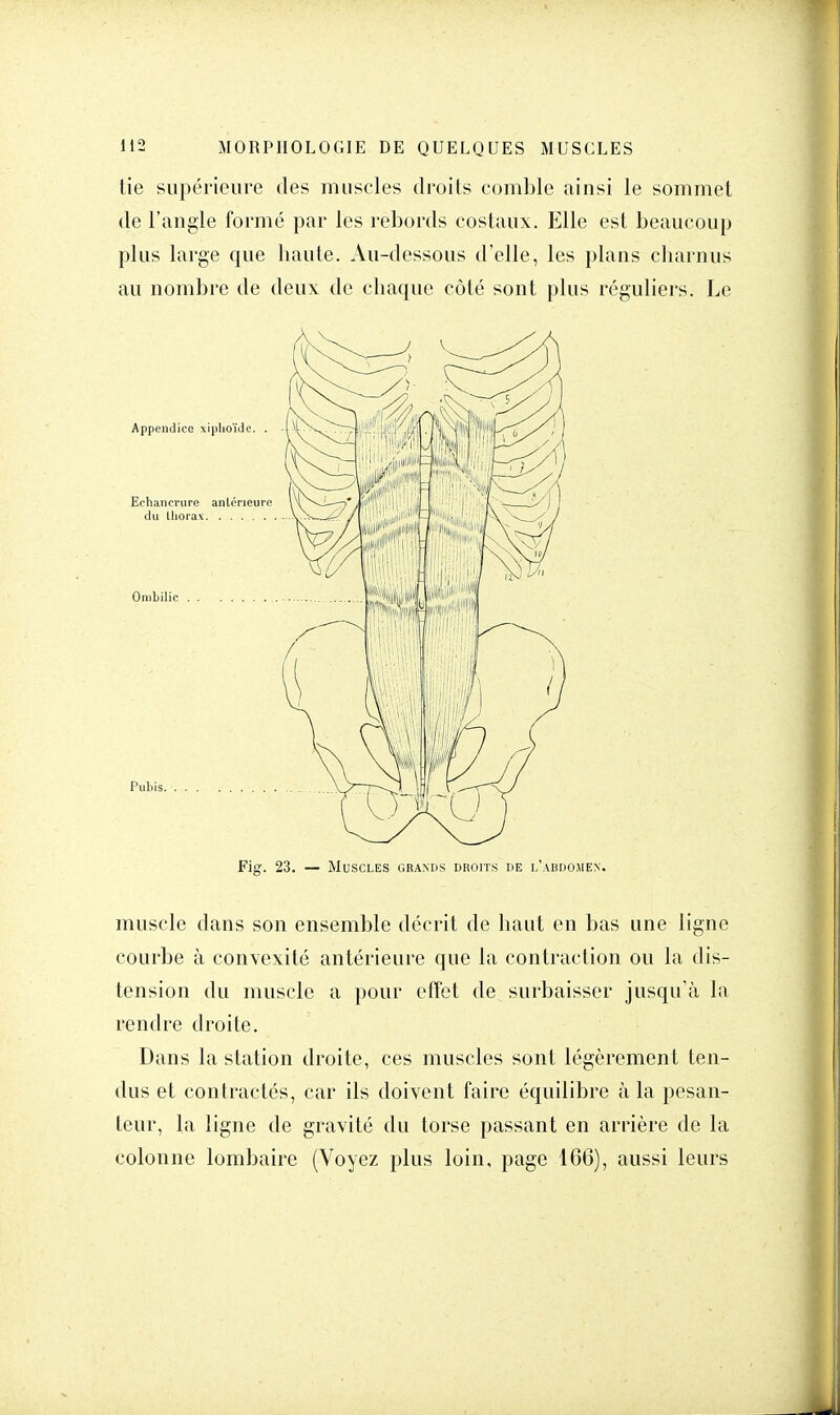 tie supérieure des muscles droits comble ainsi le sommet de l'angle formé par les rebords costaux. Elle est beaucoup plus large que haute. Au-dessous d'elle, les plans charnus au nombre de deux de chaque côté sont plus réguliers. Le Appendice xiphoïde. . Echancrure antérieure du Uiora\' Ombilic . . Pubis. . . . Fig. 23. — Muscles grands droits de l'abdomen. muscle dans son ensemble décrit de haut en bas une ligne courbe à convexité antérieure que la contraction ou la dis- tension du muscle a pour effet de surbaisser jusqu'à la rendre droite. Dans la station droite, ces muscles sont légèrement ten- dus et contractés, car ils doivent faire équilibre à la pesan- teur, la ligne de gravité du torse passant en arrière de la colonne lombaire (Voyez plus loin, page 166), aussi leurs