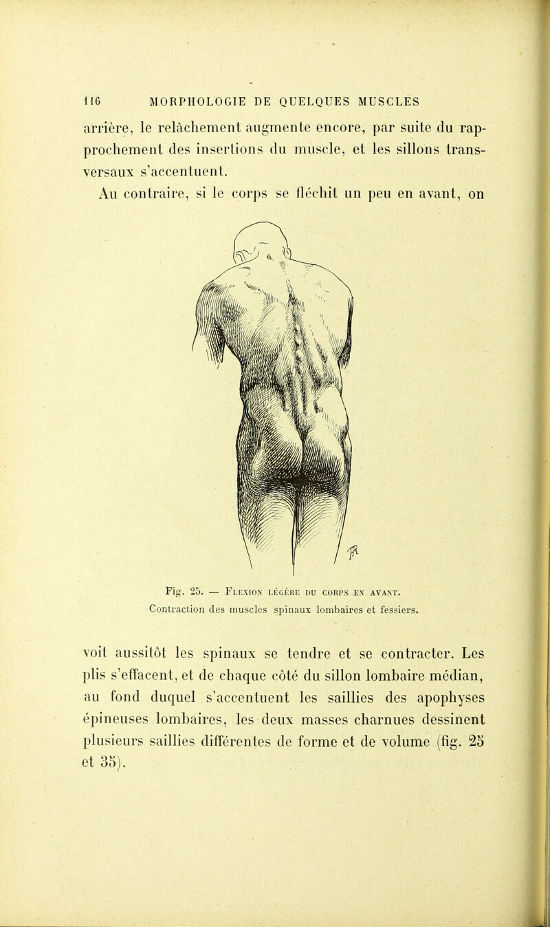 arrière, le relâchement augmente encore, par suite du rap- prochement des insertions du muscle, et les sillons trans- versaux s'accentuent. Au contraire, si le corps se fléchit un peu en avant, on Fig. 25. — Flexion légère du corps en avant. Contraction des muscles spinaux lombaires et fessiers. voit aussitôt les spinaux se tendre et se contracter. Les plis s'effacent, et de chaque côté du sillon lombaire médian, au fond duquel s'accentuent les saillies des apophyses épineuses lombaires, les deux masses charnues dessinent plusieurs saillies différentes de forme et de volume (fig. 25 et 35).