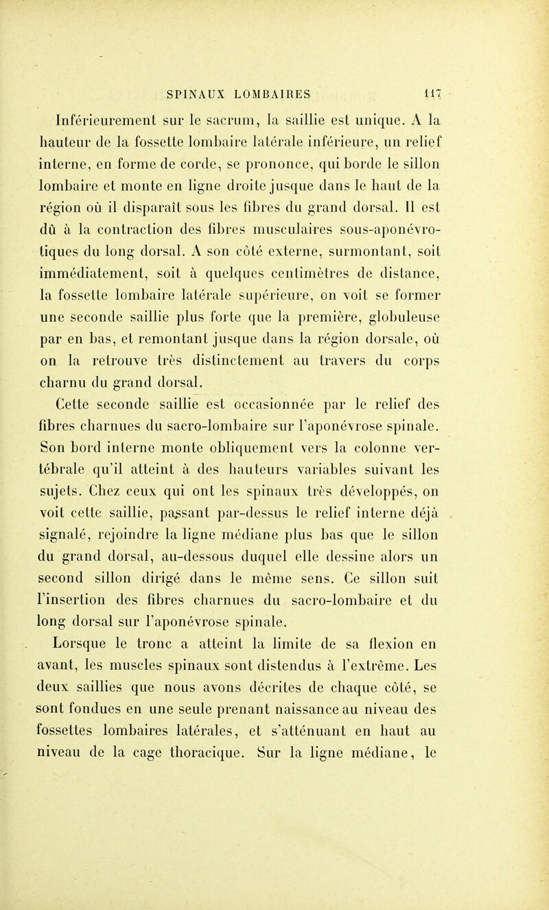 Inférieurement sur le sacrum, la saillie est unique. A la hauteur de la fossette lombaire latérale inférieure, un relief interne, en forme de corde, se prononce, qui borde le sillon lombaire et monte en ligne droite jusque dans le haut de la région où il disparaît sous les fibres du grand dorsal. Il est dû à la contraction des fibres musculaires sous-aponévro- tiques du long dorsal. A son côté externe, surmontant, soit immédiatement, soit à quelques centimètres de distance, la fossette lombaire latérale supérieure, on voit se former une seconde saillie plus forte que la première, globuleuse par en bas, et remontant jusque dans la région dorsale, où on la retrouve très distinctement au travers du corps charnu du grand dorsal. Celte seconde saillie est occasionnée par le relief des fibres charnues du sacro-lombaire sur l'aponévrose spinale. Son bord interne monte obliquement vers la colonne ver- tébrale qu'il atteint à des hauteurs variables suivant les sujets. Chez ceux qui ont les spinaux très développés, on voit cette saillie, passant par-dessus le relief interne déjà signalé, rejoindre la ligne médiane plus bas que le sillon du grand dorsal, au-dessous duquel elle dessine alors un second sillon dirigé dans le même sens. Ce sillon suit l'insertion des fibres charnues du sacro-lombaire et du long dorsal sur l'aponévrose spinale. Lorsque le tronc a atteint la limite de sa flexion en avant, les muscles spinaux sont distendus à l'extrême. Les deux saillies que nous avons décrites de chaque côté, se sont fondues en une seule prenant naissance au niveau des fossettes lombaires latérales, et s'atténuant en haut au niveau de la cage thoracique. Sur la ligne médiane, le