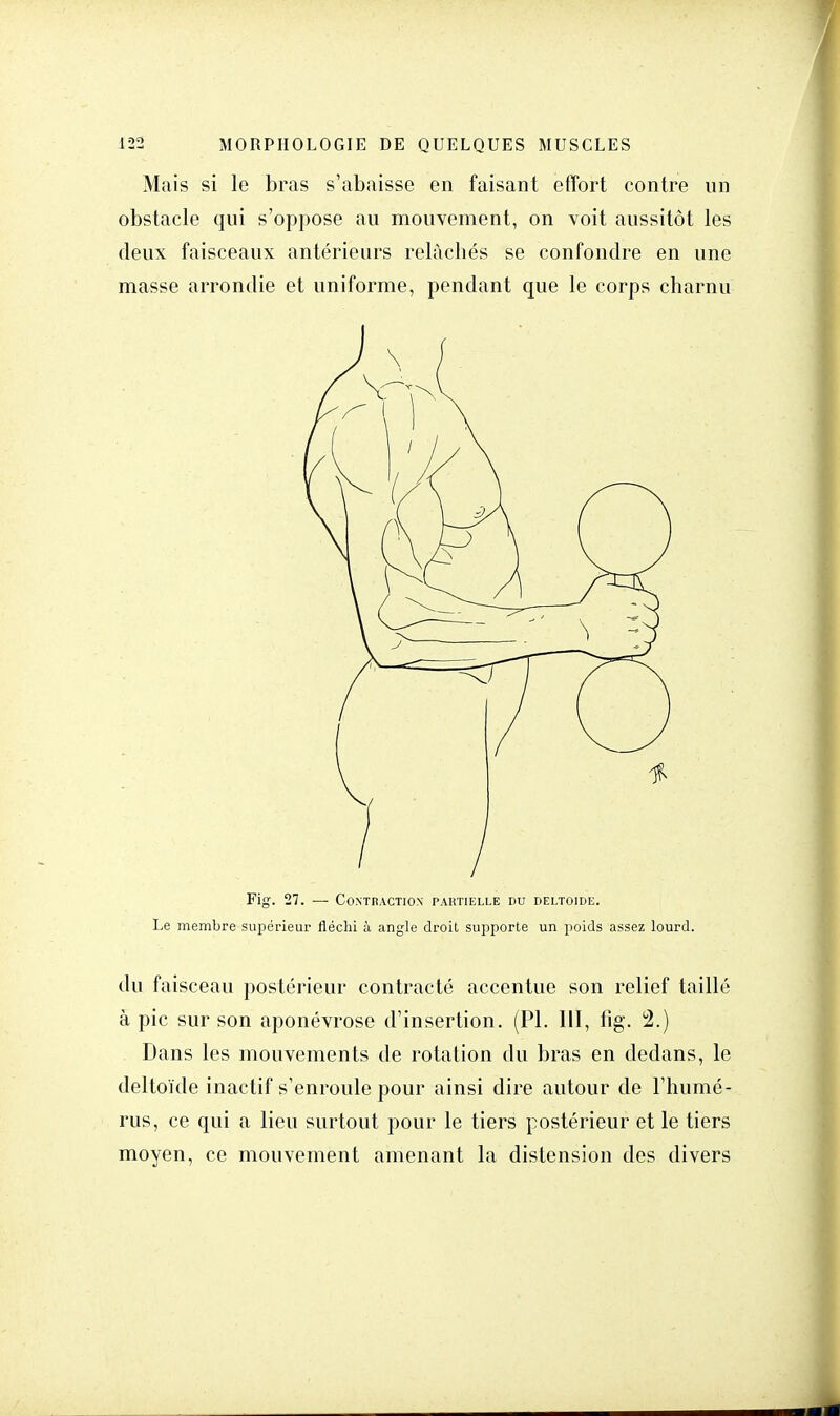 Mais si le bras s'abaisse en faisant effort contre un obstacle qui s'oppose au mouvement, on voit aussitôt les deux faisceaux antérieurs relâchés se confondre en une masse arrondie et uniforme, pendant que le corps charnu Fig. 27. — Contraction partielle du deltoïde. Le membre supérieur fléchi à angle droit supporte un poids assez lourd. du faisceau postérieur contracté accentue son relief taillé à pic sur son aponévrose d'insertion. (Pl. III, fig. 2.) Dans les mouvements de rotation du bras en dedans, le deltoïde inactif s'enroule pour ainsi dire autour de l'humé- rus, ce qui a lieu surtout pour le tiers postérieur et le tiers moyen, ce mouvement amenant la distension des divers