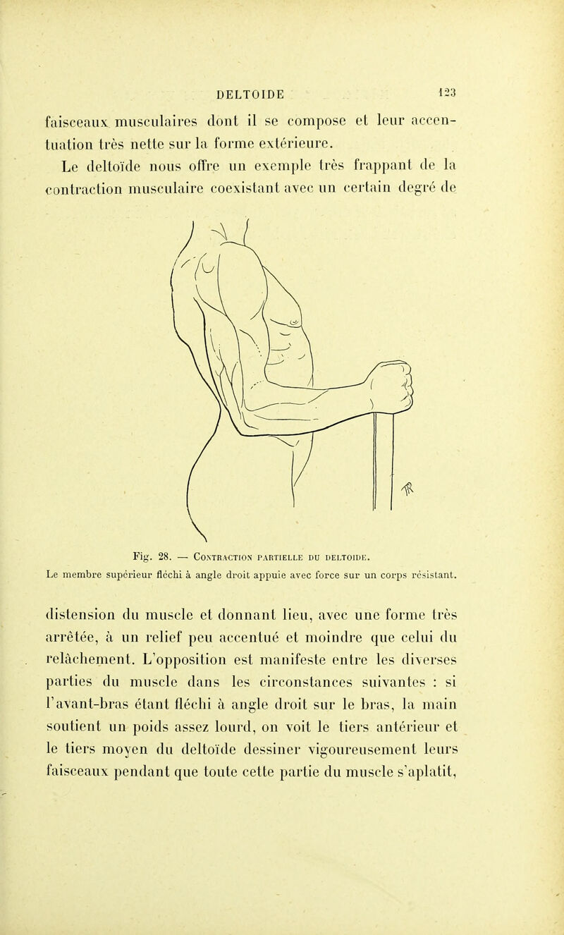 faisceaux musculaires dont il se compose et leur accen- tuation très nette sur la forme extérieure. Le deltoïde nous offre un exemple très frappant de la contraction musculaire coexistant avec un certain degré de Fig. 28. — Contraction partielle du deltoïde. Le membre supérieur fléchi à angle droit appuie avec force sur un corps résistant. distension du muscle et donnant lieu, avec une forme très arrêtée, à un relief peu accentué et moindre que celui du relâchement. L'opposition est manifeste entre les diverses parties du muscle dans les circonstances suivantes : si l'avant-bras étant fléchi à angle droit sur le bras, la main soutient un poids assez lourd, on voit le tiers antérieur et le tiers moyen du deltoïde dessiner vigoureusement leurs faisceaux pendant que toute cette partie du muscle s'aplatit,