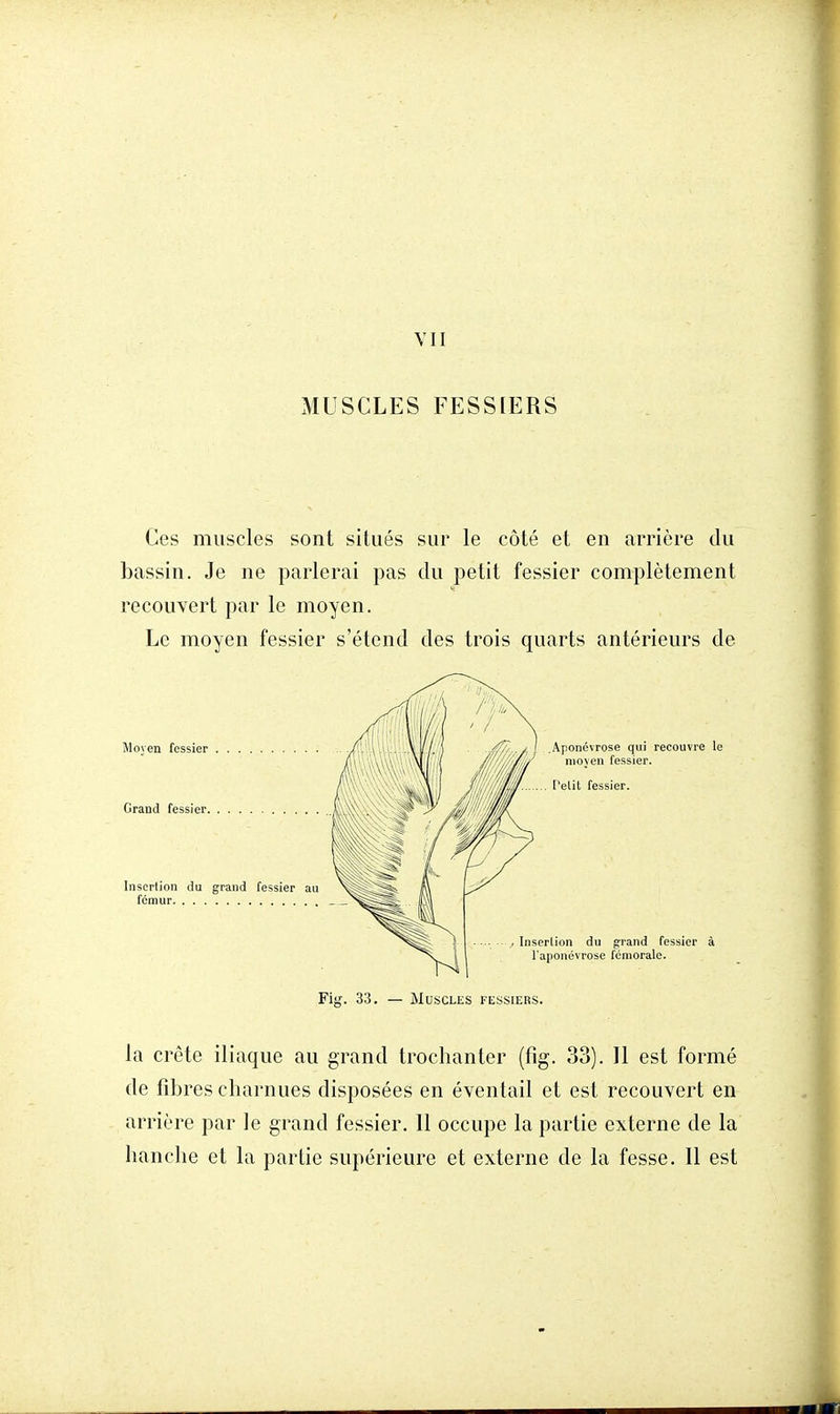 MUSCLES FESSIERS Ces muscles sont situés sur le côté et en arrière du bassin. Je ne parlerai pas du petit fessier complètement recouvert par le moyen. Le moyen fessier s'étend des trois quarts antérieurs de la crête iliaque au grand trochanter (fîg. 33). Il est formé de fibres charnues disposées en éventail et est recouvert en arrière par le grand fessier. Il occupe la partie externe de la hanche et la partie supérieure et externe de la fesse. 11 est