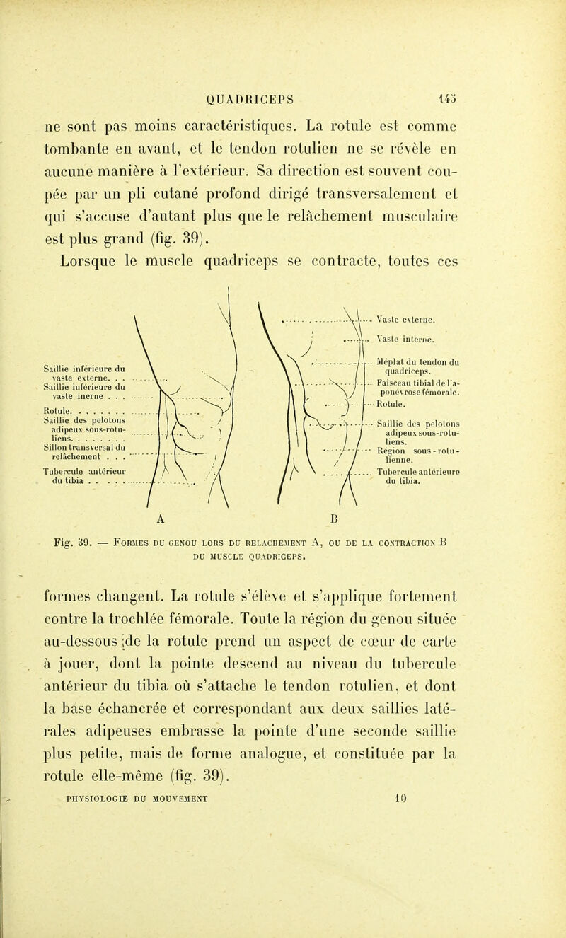 ne sont pas moins caractéristiques. La rotule est comme tombante en avant, et le tendon rotulien ne se révèle en aucune manière à l'extérieur. Sa direction est souvent cou- pée par un pli cutané profond dirigé transversalement et qui s'accuse d'autant plus que le relâchement musculaire est plus grand (fig. 39). Lorsque le muscle quadriceps se contracte, toutes ces Saillie inférieure du vaste externe. . . Saillie iuférieure du vaste inerue . . . Rotule Saillie des pelotons adipeux sous-rotu- liens Sillon transversal du relâchement . . . Tubercule antérieur du tibia - Vaste externe. XI- Vasle interne. Méplat du tendon du quadriceps. Faisceau tibia] de l'a- ponévrose fémorale. Rotule. Saillie dos pelotons adipeux sous-rotu- liens. Région sous-rolu- lienne. Tubercule antérieure du tibia. Fig. 39. — Formes du genou lors du relâchement A, ou de la contraction B DU MUSCLE QUADRICEPS. formes changent. La rotule s'élève et s'applique fortement contre la trochlée fémorale. Toute la région du genou située au-dessous ;de la rotule prend un aspect de cœur de carte à jouer, dont la pointe descend au niveau du tubercule antérieur du tibia où s'attache le tendon rotulien, et dont la base échancrée et correspondant aux deux saillies laté- rales adipeuses embrasse la pointe d'une seconde saillie plus petite, mais de forme analogue, et constituée par la rotule elle-même (fig. 39). PHYSIOLOGIE DU MOUVEMENT 11)