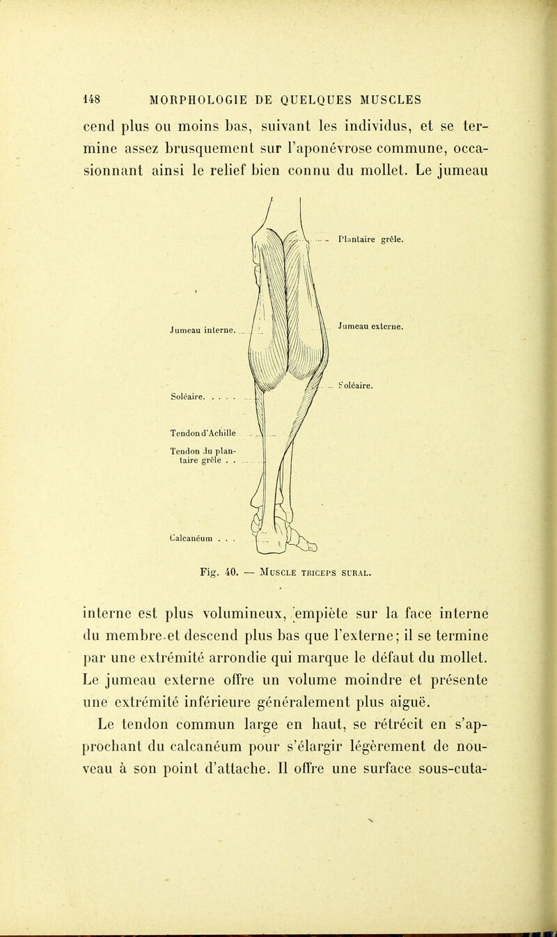 cend plus ou moins bas, suivant les individus, et se ter- mine assez brusquement sur l'aponévrose commune, occa- sionnant ainsi le relief bien connu du mollet. Le jumeau Plantaire grêle. Jumeau externe. b'oléaire. Fig. 40. — Muscle triceps sural. interne est plus volumineux, empiète sur la face interne du membre.et descend plus bas que l'externe; il se termine par une extrémité arrondie qui marque le défaut du mollet. Le jumeau externe offre un volume moindre et présente une extrémité inférieure généralement plus aiguë. Le tendon commun large en haut, se rétrécit en s'ap- prochant du calcanéum pour s'élargir légèrement de nou- veau à son point d'attache. Il offre une surface sous-cuta-