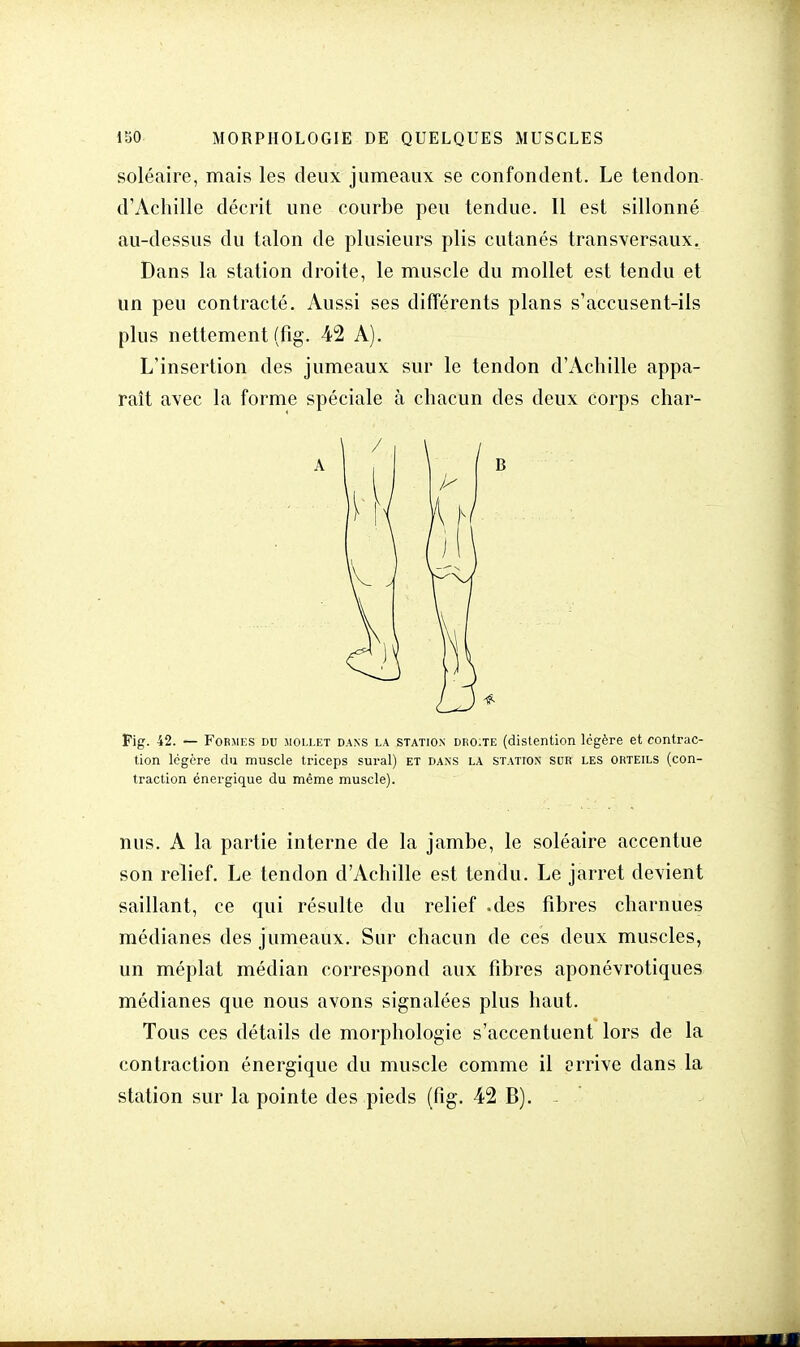 soléaire, mais les deux jumeaux se confondent. Le tendon d'Achille décrit une courbe peu tendue. Il est sillonné au-dessus du talon de plusieurs plis cutanés transversaux. Dans la station droite, le muscle du mollet est tendu et un peu contracté. Aussi ses différents plans s'accusent-ils plus nettement (fîg. 42 A). L'insertion des jumeaux sur le tendon d'Achille appa- raît avec la forme spéciale à chacun des deux corps char- Y Pig. 42. — Formes du mollet dans la station dro:te (distention légère et contrac- tion légère du muscle triceps sural) et dans la station sur les orteils (con- traction énergique du même muscle). nus. A la partie interne de la jambe, le soléaire accentue son relief. Le tendon d'Achille est tendu. Le jarret devient saillant, ce qui résulte du relief .des fibres charnues médianes des jumeaux. Sur chacun de ces deux muscles, un méplat médian correspond aux fibres aponévrotiques médianes que nous avons signalées plus haut. Tous ces détails de morphologie s'accentuent lors de la contraction énergique du muscle comme il arrive dans la station sur la pointe des pieds (fig. 42 B). -