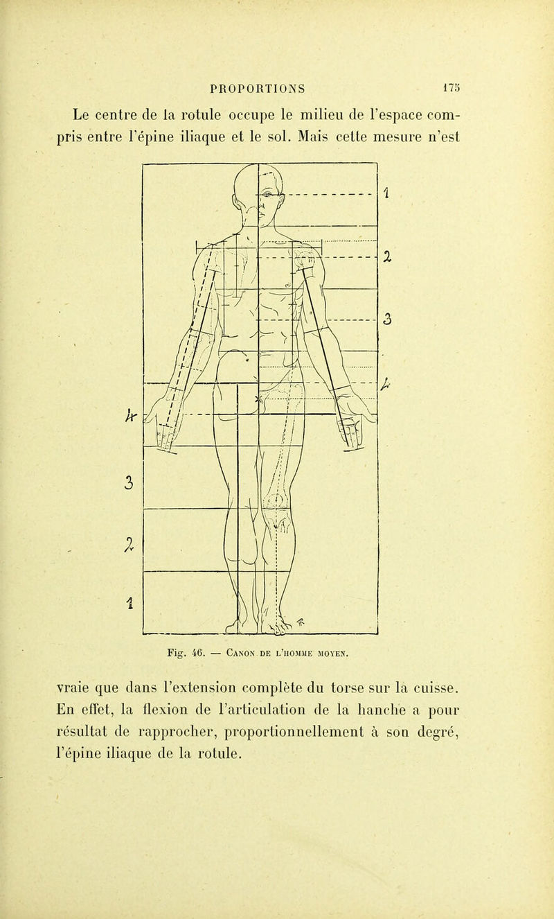 Le centre de la rotule occupe le milieu de l'espace com- pris entre l'épine iliaque et le sol. Mais cette mesure n'est Fig. 46. — Canon de l'homme moyen. vraie que dans l'extension complète du torse sur la cuisse. En effet, la flexion de l'articulation de la hanche a pour résultat de rapprocher, proportionnellement à son degré, l'épine iliaque de la rotule.