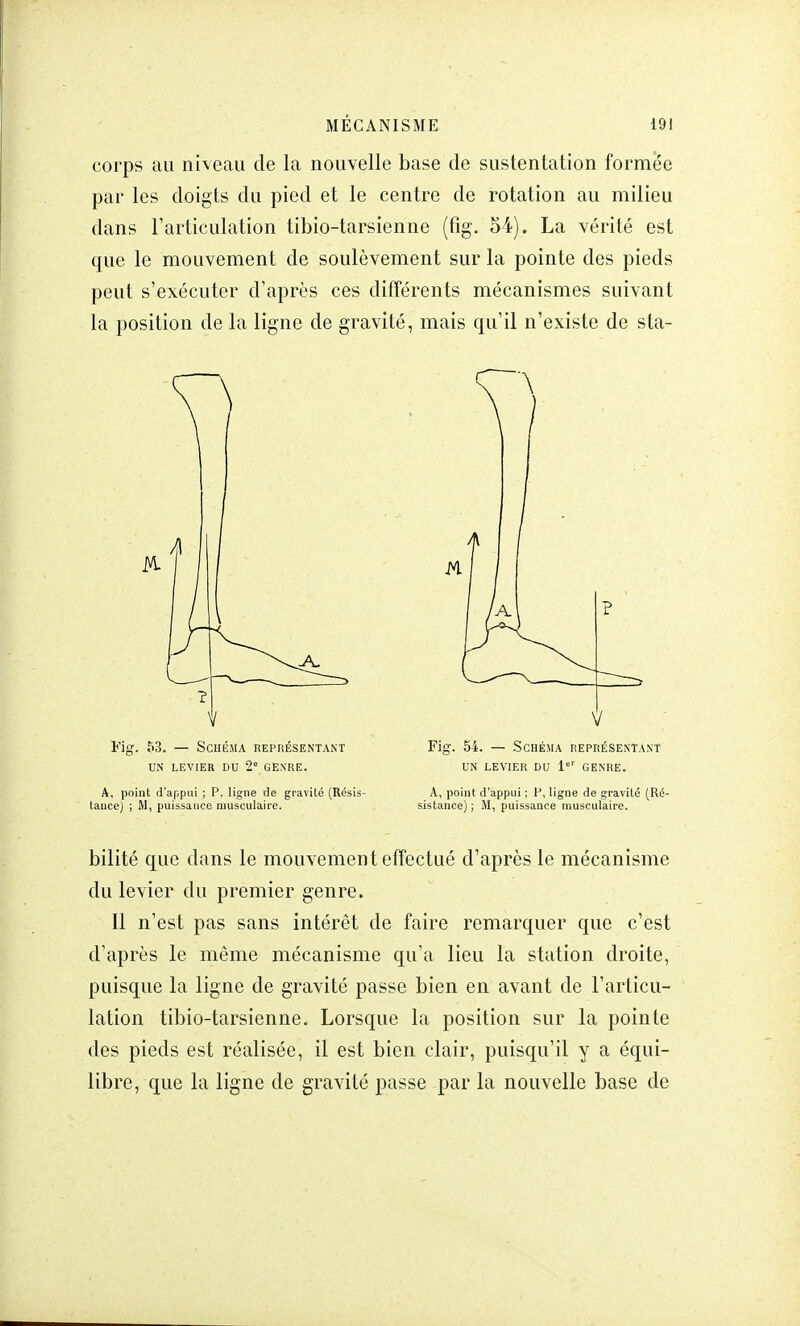 corps au niveau de la nouvelle base de sustentation formée par les doigts du pied et le centre de rotation au milieu dans l'articulation tibio-tarsienne (fig. 54). La vérité est que le mouvement de soulèvement sur la pointe des pieds peut s'exécuter d'après ces différents mécanismes suivant la position de la ligne de gravité, mais qu'il n'existe de sta- Fig. 53. — Schéma représentant UN LEVIER DU 2e GENRE. A, point d'appui ; P, ligne de gravité (Résis tance) ; M, puissance musculaire. Fig. 54. — Schéma représentant un levier du 1er genre. A, point d'appui ; P, ligne de gravité (Ré- sistance) ; M, puissance musculaire. bilité que dans le mouvement effectué d'après le mécanisme du levier du premier genre. Il n'est pas sans intérêt de faire remarquer que c'est d'après le même mécanisme qu'a lieu la station droite, puisque la ligne de gravité passe bien en avant de l'articu- lation tibio-tarsienne. Lorsque la position sur la pointe des pieds est réalisée, il est bien clair, puisqu'il y a équi- libre, que la ligne de gravité passe par la nouvelle base de