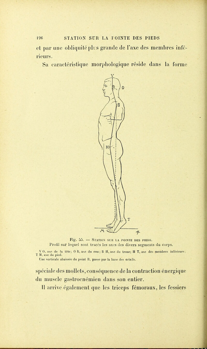 et par une obliquité pli s grande de Taxe des membres infé- rieurs. Sa caractéristique morphologique réside dans la forme v Fig. ho. — Station sur la pointe des pieds. Profil sur lequel sont tracés les axes des divers segments du corps. V 0, axe de la tête; 0 B, axe du cou ; B H, axe du tronc; H T, axe des membres inférieurs ; T M, axe du pied. Une verticale abaissée du point B, passe par la base des orteils. spéciale des mollets, conséquence de la contraction énergique du muscle gastroenémien dans son entier. Il arrive également que les triceps fémoraux, les fessiers