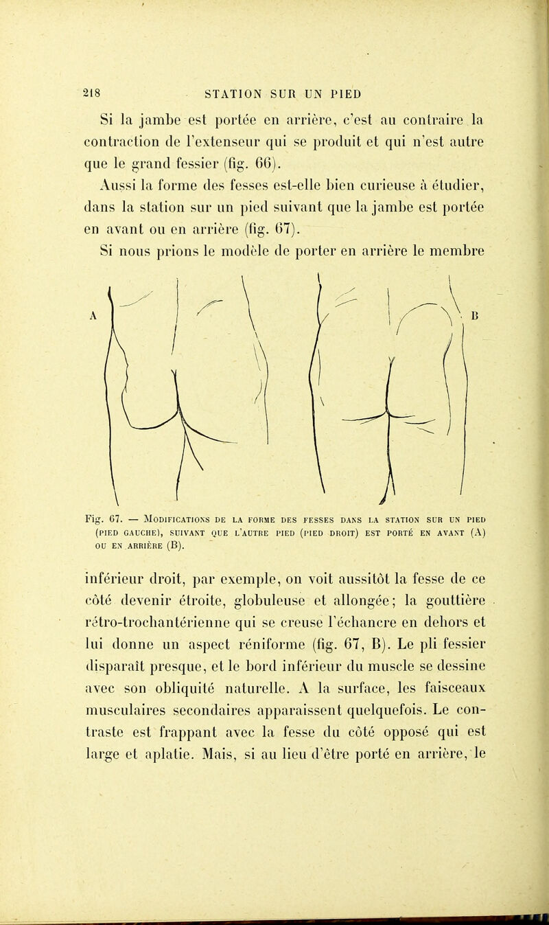 Si la jambe est portée en arrière, c'est au contraire la contraction de l'extenseur qui se produit et qui n'est autre que le grand fessier (fig. 66). Aussi la forme des fesses est-elle bien curieuse à étudier, dans la station sur un pied suivant que la jambe est portée en avant ou en arrière (fig. 67). Si nous prions le modèle de porter en arrière le membre Fig. 67. — Modifications de la forme des fesses dans la station sur un pied (pied gauche), suivant que l'autre pied (pied droit) est porté en avant (À) ou en arrière (B). inférieur droit, par exemple, on voit aussitôt la fesse de ce côté devenir étroite, globuleuse et allongée; la gouttière rétro-trocbantérienne qui se creuse l'écbancre en dehors et lui donne un aspect réniforme (fig. 67, B). Le pli fessier disparaît presque, et le bord inférieur du muscle se dessine avec son obliquité naturelle. A la surface, les faisceaux musculaires secondaires apparaissent quelquefois. Le con- traste est frappant avec la fesse du côté opposé qui est large et aplatie. Mais, si au lieu d'être porté en arrière, le