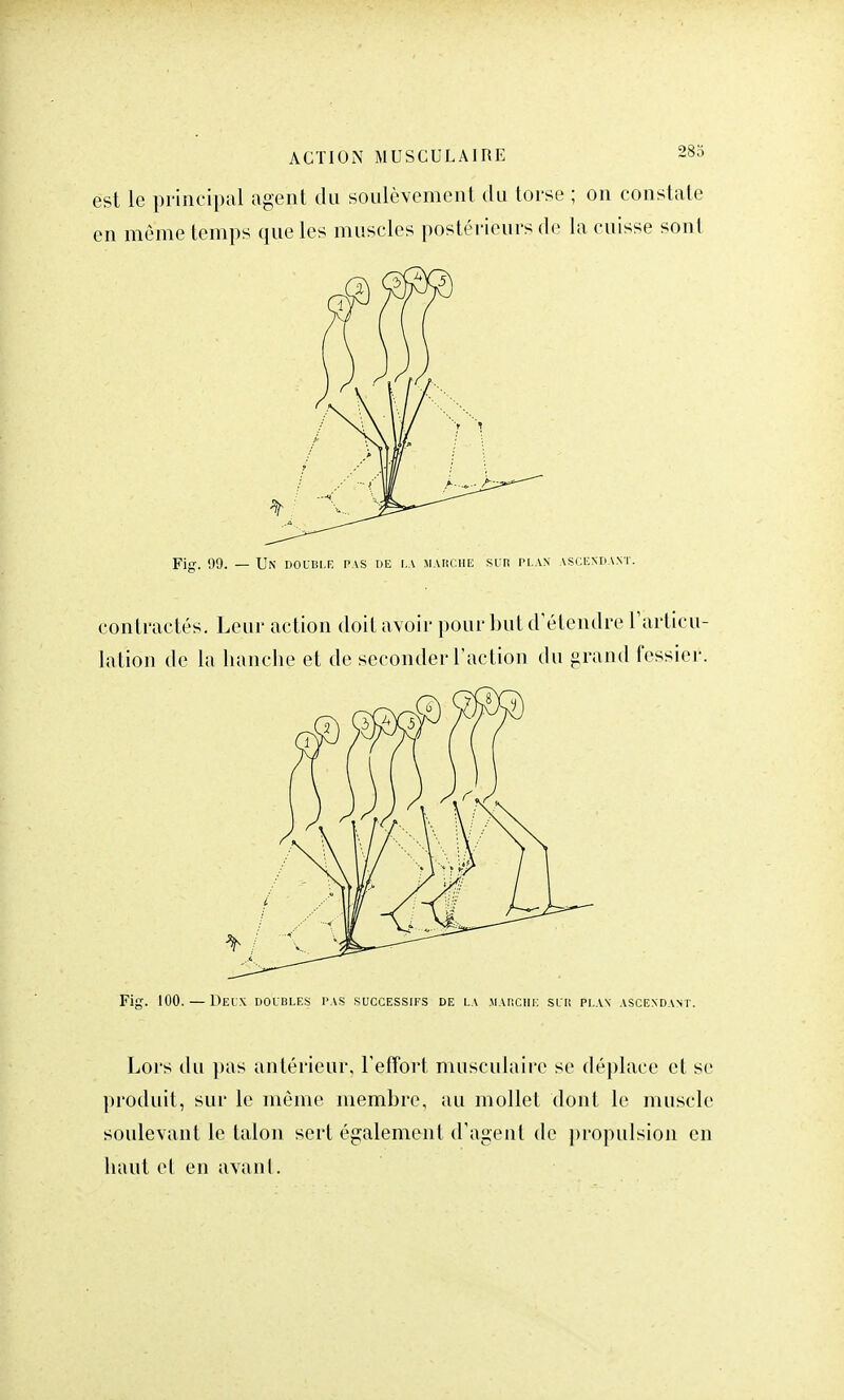 ACTION MUSCULAIRE 28o est le principal agent du soulèvement du torse ; on constate en môme temps que les muscles postérieurs de la cuisse sont Fig. 99. — Un double pas de la marche sur plan ascendant. contractés. Leur action doit avoir pour but d'étendre l'articu- lation de la hanche et de seconder l'action du grand fessier. Fig. 100. — Deux doubles pas successifs de la marche sur plan ascendant. Lors du pas antérieur, l'effort musculaire se déplace et se produit, sur le même membre, au mollet dont le muscle soulevant le talon sert également d'agent de propulsion en haut et en avant.