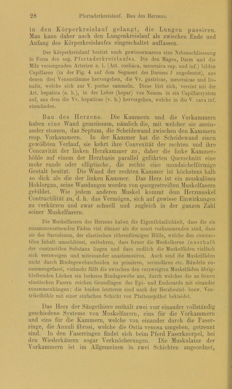 in den Körperkreislauf gelangt, die Lungen passiren. Man kann daher auch den Lungenkreislauf als zwischen Ende und Anfang des Körperkreislaufes eingeschaltet auffassen. Der Körperkreislauf besitzt noch gewissermassen eine Nebenschliessung in Form des sog. Pfortaderkreislaufes. Die den Magen, Darm und die Milz versorgenden Arterien a. i. (Art. coeliaca, meseraica sup. und inf.) bilden Capillaren (in der Fig. 4 auf dem Segment des Darmes J angedeutet), aus denen drei Venenstämme hervorgehen, die Vv. gastricae, meseraicae und lie- nalis, welche sich zur V. portae sammeln. Diese löst sich, vereint mit der Art. hepatica (a. h.), in der Leber (hepar) von Neuem in ein Capillarsystem auf, aus dem die Vv. hepaticae (v. h.) hervorgehen, welche in die V. cava inf. einmünden. Bau des Herzens. Die Kammern und die Vorkammern haben eine Wand gemeinsam, nämlich die, mit welcher sie anein- ander stossen, das Septum, die Scheidewand zwischen den Kammern resp. Vorkammern. In der Kammer hat die Scheidewand einen gewölbten Verlauf, sie kehrt ihre Convexität der rechten und ihre Concavität der linken Herzkammer zu, daher die linke Kammer- höhle auf einem der Herzbasis parallel geführten Querschnitt eine mehr runde oder elliptische, die rechte eine mondsichelförmige Gestalt besitzt. Die Wand der rechten Kammer ist höchstens halb so dick als die der linken Kammer. Das Herz ist ein muskulöses Hohlorgan, seine Wandungen werden von quergestreiften Muskelfasern gebildet. Wie jedem anderen Muskel kommt dem Herzmuskel Contractilität zu, d. h. das Vermögen, sich auf gewisse Einwirkungen zu verkürzen und zwar schnell und zugleich in der ganzen Zahl seiner Muskelfasern. Die Muskelfasern des Herzens haben die Eigenthümlichkeit, dass die sie zusammensetzenden Fäden viel dünner als die sonst vorkommenden sind, dass sie des Sarcolemm, der elastischen röhrenförmigen Pliille, welche den contrac- tilen Inhalt umschliesst, entbehren, dass ferner die Muskelkerne innerhalb der contractilen Substanz liegen und dass endlich die Muskelfäden vielfach sich verzweigen und miteinander anastomosiren. Auch sind die Muskelfäden nicht durch Bindegewebsscheiden zu primären, secundären etc. Bündeln zu- sammengefasst, vielmehr füllt die zwischen den verzweigten Muskelfäden übrig- bleibenden Lücken ein lockeres Bindegewebe aus, durch welches die an feinen elastischen Fasern reichen Grundlagen des Epi- und Endocards mit einander Zusammenhängen; die beiden letzteren sind nach der Herzbeutel- bezw. Ven- trikelhöhle mit einer einfachen Schicht von Plattenepithel bekleidet. Das Herz der Säugethiere enthält zwei von einander vollständig geschiedene Systeme von Muskelfasern, eins für die Vorkammern und eins für die Kammern, welche von einander durch die Faser- ringe, die Annuli fibrosi, welche die Ostia venosa umgeben, getrennt sind. In den Faserringen findet sich beim Pferd Faserknorpel, bei den Wiederkäuern sogar Verknöcherungen. Die Muskulatur der Vorkammern ist im Allgemeinen in zwei Schichten angeordnet,