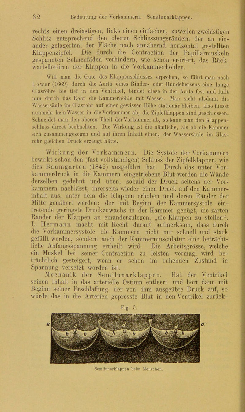 rechts einen drei ästigen, links einen einfachen, zuweilen zweiästigen Schlitz entsprechend den oberen Schliessungsrändern der an ein- ander gelagerten, der Fläche nach annähernd horizontal gestellten Klappenzipfel. Die durch die Contraction der Papillarmuskeln gespannten Sehnenfäden verhindern, wie schon erörtert, das Rück- wärts flottiren der Klappen in die Vorkammerhöhlen. Will man die Güte des Klappenschlusses erproben, so führt man nach Lower (1669) durch die Aorta eines Rinder- oder Hundeherzens eine lange Glasröhre bis tief in den Ventrikel, bindet diese in der Aorta fest und füllt nun durch das Rohr die Kammerhöhle mit Wasser. Man sieht alsdann die Wassersäule im Glasrohr auf einer gewissen Höhe stationär bleiben, also fliesst nunmehr kein Wasser in die Vorkammer ab, die Zipfelklappen sind geschlossen. Schneidet man den oberen Theil der Vorkammer ab, so kann man den Klappen- schluss direct beobachten. Die Wirkung ist die nämliche, als ob die Kammer sich zusammengezogen und auf ihren Inhalt einen, der Wassersäule im Glas- rohr gleichen Druck erzeugt hätte. Wirkung der Vorkammern. Die Systole der Vorkammern bewirkt schon den (fast vollständigen) Schluss der Zipfelklappen, wie dies ßaumgarten (1842) ausgeführt hat. Durch das unter Vor- kammerdruck in die Kammern eingetriebene Blut werden die Wände derselben gedehnt und üben, sobald der Druck seitens der Vor- kammern nachlässt, ihrerseits wieder einen Druck auf den Kammer- inhalt aus, unter dem die Klappen erhoben und deren Ränder der Mitte genähert werden; der mit Beginn der Kammersystole ein- tretende geringste Druckzuwachs in der Kammer genügt, die zarten Ränder der Klappen an einanderzulegen, „die Klappen zu stellen“. L. Hermann macht mit Recht darauf aufmerksam, dass durch die Vorkammersystole die Kammern nicht nur schnell und stark gefüllt werden, sondern auch der Kammermusculatur eine beträcht- liche Anfangsspannung ertheilt wird. Die Arbeitsgrösse, welche ein Muskel bei seiner Contraction zu leisten vermag, wird be- trächtlich gesteigert, wenn er schon im ruhenden Zustand in Spannung versetzt worden ist. Mechanik der Semilunarklappen. Hat der Ventrikel seinen Inhalt in das arterielle Ostium entleert und hört dann mit Beginn seiner Erschlaffung der von ihm ausgeübte Druck auf, so würde das in die Arterien gepresste Blut in den Ventrikel zurück- Fig. 5. Semilunarklappen keim Menschen.