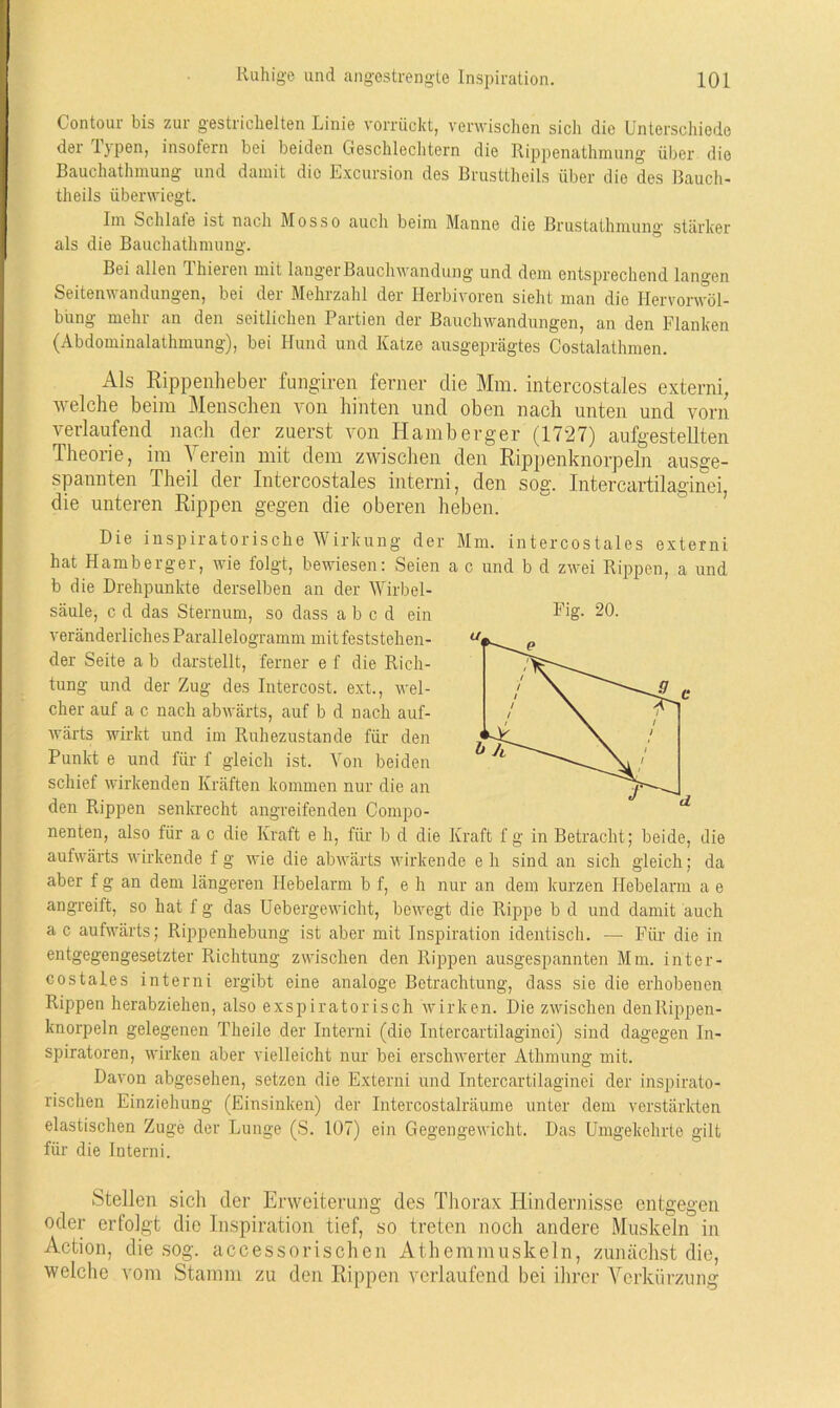 Contour bis zur gestrichelten Linie vorrückt, verwischen sich die Unterschiede der l)pen, insofern bei beiden Geschlechtern die Rippenathmung über die Bauchathmung und damit die Excursion des Brusttheils über die des Bauch- theils überwiegt. Im Sch late ist nach Mosso auch beim Manne die Brustathmung starker als die Bauchathmung. Bei allen 1 liieren mit laugei Bauchwandung und dem entsprechend langen Seitenwandungen, bei der Mehrzahl der Herbivoren sieht man die Ilervorwöl- büng mehr an den seitlichen Partien der Bauchwandungen, an den Flanken (Abdominalathmung), bei Hund und Katze ausgeprägtes Costalathmen. Als Rippenheber fungiren ferner die Mm. intercostales externi, welche beim Menschen von hinten und oben nach unten und vorn verlaufend nach der zuerst von Hamberger (1727) aufgestellten Theorie, im Verein mit dem zwischen den Rippenknorpeln ausge- spannten Theil der Intercostales interni, den sog. Intercartilaginei, die unteren Rippen gegen die oberen heben. Die inspiratorische Wirkung der Mm. intercostales externi hat Hamberger, wie folgt, bewiesen: Seien a c und b d zwei Rippen, a und b die Drehpunkte derselben an der Wirbel- säule, c d das Sternum, so dass ab c d ein veränderliches Parallelogramm mit feststehen- der Seite a b darstellt, ferner e f die Rich- tung und der Zug des Intercost. ext., wel- cher auf a c nach abwärts, auf b d nach auf- wärts wirkt und im Ruhezustände für den Punkt e und für f gleich ist. Von beiden schief wirkenden Kräften kommen nur die an den Rippen senkrecht angreifenden Compo- nenten, also für a c die Kraft e h, für b d die Kraft f g in Betracht; beide, die aufwärts wirkende fg wie die abwärts wirkende eh sind an sich gleich; da aber f g an dem längeren Hebelarm b f, e h nur an dem kurzen Hebelarm a e angreift, so hat f g das Uebergewicht, bewegt die Rippe b d und damit auch a c aufwärts; Rippenhebung ist aber mit Inspiration identisch. — Für die in entgegengesetzter Richtung zwischen den Rippen ausgespannten Mm. inter- costales interni ergibt eine analoge Betrachtung, dass sie die erhobenen Rippen herabziehen, also exspiratorisch wirken. Die zwischen denllippen- knorpeln gelegenen Theile der Interni (die Intercartilaginei) sind dagegen In- spiratoren, wirken aber vielleicht nur bei erschwerter Athmung mit. Davon abgesehen, setzen die Externi und Intercartilaginei der inspirato- rischen Einziehung (Einsinken) der Intercostalräume unter dem verstärkten elastischen Zuge der Lunge (S. 107) ein Gegengewicht. Das Umgekehrte gilt für die Interni. Stellen sich der Erweiterung des Thorax Hindernisse entgegen oder erfolgt die Inspiration tief, so treten noch andere Muskeln in Action, die sog. accessorischen Athemmuskeln, zunächst die, welche vom Stamm zu den Rippen verlaufend bei ihrer Verkürzung Fig. 20.