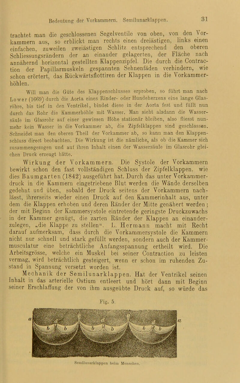 Bedeutung der Vorkammern. Semilunarklappen. trachtet man die geschlossenen Segelventile von oben, von den Vor- kammern aus, so erblickt man rechts einen dreiästigen, links einen einfachen, zuweilen zweiästigen Schlitz entsprechend den oberen Schliessungsrändern der an einander gelagerten, der Fläche nach annähernd horizontal gestellten Klappenzipfel. Die durch die Contrac- tion der Papiliarmuskeln gespannten Sehnenfäden verhindern, wie schon erörtert, das Rückwärtsflottiren der Klappen in die Vorkammer- höhlen. Will man dio Güte des Klappenschlusses erproben, so führt man nach Lower (1669) durch die Aorta eines Rinder- oder Hundeherzens eine lange Glas- röhre, bis tief in den Ventrikel, bindet diese in der Aorta fest und füllt nun durch das Rohr die Kammerhöhle mit Wasser. Man sieht alsdann die Wasser- säule im Glasrohr auf einer gewissen Höhe stationär bleiben, also fliesst nun- mehr kein Wasser in die Vorkammer ab, die Zipfelklappen sind geschlossen. Schneidet man den oberen Theil der Vorkammer ab, so kann man den Klappen- schluss direct beobachten. Die Wirkung ist die nämliche, als ob die Kammer sich zusammengezogen und auf ihren Inhalt einen der Wassersäule im Glasrohr glei- chen Druck erzeugt hätte. Wirkung der Vorkammern. Die Systole der Vorkammern bewirkt schon den fast vollständigen Schluss der Zipfelklappen, wie dies Baumgarten (1842) ausgeführt hat. Durch das unter Vorkammer- druck in die Kammern eingetriebene Blut werden die Wände derselben gedehnt und üben, sobald der Druck seitens der Vorkammern nach- lässt, ihrerseits wieder einen Druck auf den Kammerinhalt aus, unter dem die Klappen erhoben und deren Ränder der Mitte genähert werden ; der mit Beginn der Kammersystole eintretende geringste Druckzuwachs in der Kammer genügt, die zarten Ränder der Klappen an einander- zulegen, „die Klappe zu stellen“. L. Hermann macht mit Recht darauf aufmerksam, dass durch die Vorkammersystole die Kammern nicht nur schnell und stark gefüllt werden, sondern auch der Kammer- musculatur eine beträchtliche Anfangsspannung ertheilt wird. Die Arbeitsgrösse, welche ein Muskel bei seiner Contraction zu leisten vermag, wird beträchtlich gesteigert, wenn er schon im ruhenden Zu- stand in Spannung versetzt worden ist. Mechanik der Semilunarklappen. Hat der Ventrikel seinen Inhalt in das arterielle Ostium entleert und hört dann mit Beginn seiner Erschlaffung der von ihm ausgeübte Druck auf, so würde das Fig. 5. a Scniiluiutrkl tippen beim Man schon.