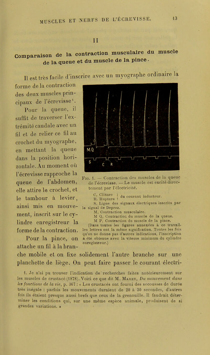 II comparaison de la contraction musculaire du muscle de la queue et du muscle de la pince. Il est très facile d'inscrire avec un myographe ordinaire la forme de la contraction des deux muscles prin- cipaux de l'écrevisse'. Pour la queue, il suffit de traverser l'ex- trémité caudale avec un fil et de relier ce fil au crochet du myographe, en mettant la queue dans la position hori- zontale. Au moment où l'écrevisse rapproche la queue de l'abdomen, elle attire le crochet, et le tambour à levier, ainsi mis en mouve- ment, inscrit sur le cy- lindre enregistreur la forme de la contraction. Pour la pince, on FiG. 1. — Contraction des muscles de la queue de l'écrevisse. —Le muscle est excité dircc* tcment par rclectricité. C, Clôture I courant inducteur. R. Rupture 1 S. Ligne des signaux électriques inscrits par le signal de Deprez. M, Contraction musculaire. M Q, Contractioc du muscle do la queue. M P, Contraction du muscle de la pince. (Dans toutes les figures annexées à ce travail, les lettres ont la même signification. Toutes les fois qu'on ne donne pas d'autres indications, l'inscription a été obtenue avec la vitesse minimum du cylindre enregistreur.) attache un fil à la bran che mobile et on fixe solidement l'autre branche sur une planchette de liège. On peut faire passer le courant électri- 1. Je n'ai pu trouver l'indication de recherches faites antérieurement sur les muscles de crustacc (1878). Voici ce que dit M. Marey, Du mouvemetit dans les foncliom de la vie, p. 367 : « Les crustacés ont fourni des secousses de durée très inégale : parfois les mouvements duraient de 20 à 30 secondes, d'autres fois ils étaient presque aussi brefs que ceux de la grenouille. Il faudrait déter- miner les conditions qui, sur une même espèce animale, produisent de si grandes variations. »