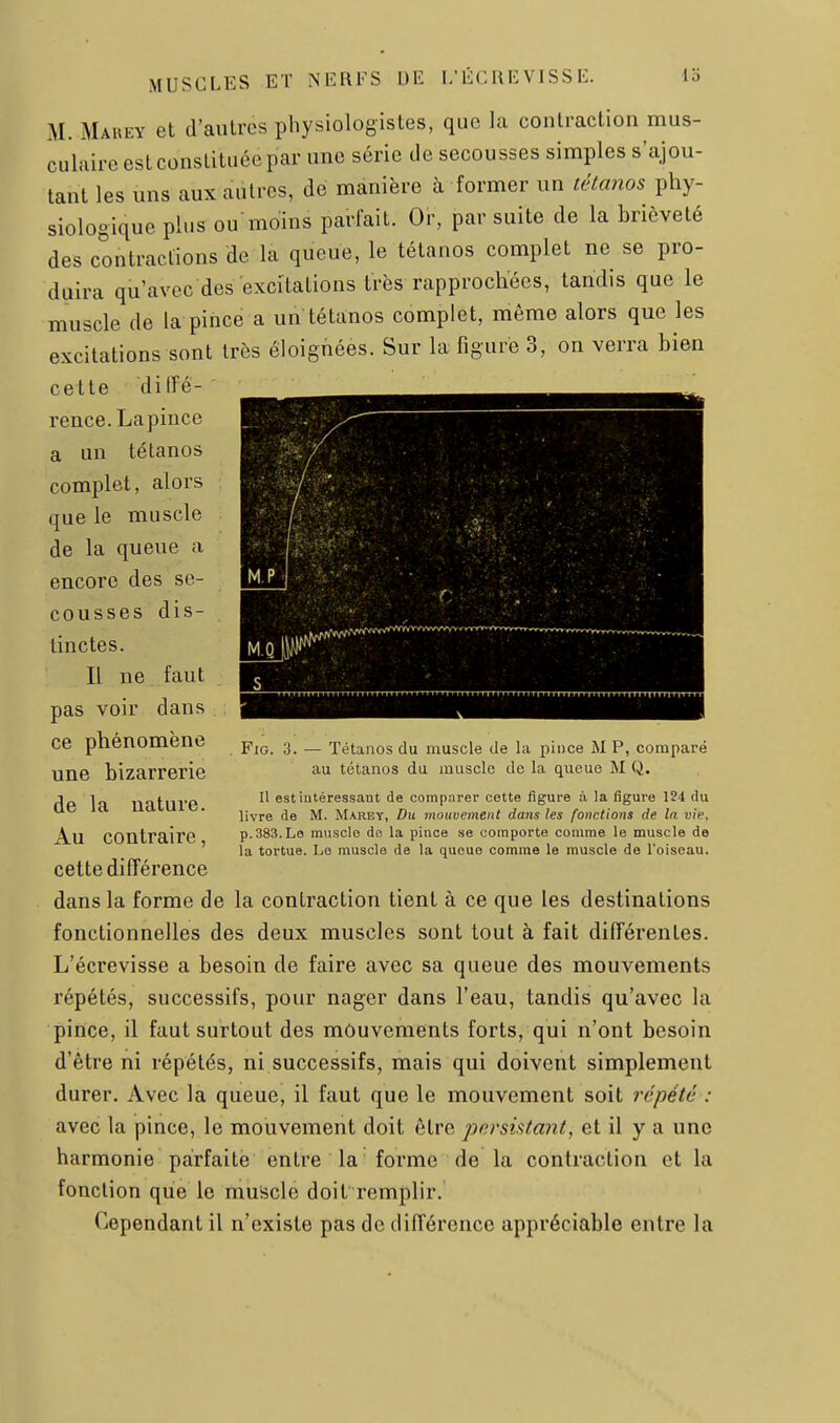 M. Marey et d'autres physiologistes, que la contraction mus- culaire est constituée par une série de secousses simples s'ajou- tant les uns aux autres, de manière à former un té(a7îos phy- siologique plus ou'moins parfait. Or, par suite de la brièveté des contractions de la queue, le tétanos complet ne se pro- duira qu'avec des excitations très rapprochées, tandis que le muscle de la pince a un tétanos complet, même alors que les excitations sont très éloignées. Sur la figure 3, on verra bien cette dilTé- rence. La pince a un tétanos complet, alors que le muscle de la queue a encore des se- cousses dis- tinctes. Il ne faut pas voir dans ce phénomène une bizarrerie de la nature. Au contraire, cette différence dans la forme de la contraction tient à ce que les destinations fonctionnelles des deux muscles sont tout à fait différentes. L'écrevisse a besoin de faire avec sa queue des mouvements répétés, successifs, pour nager dans l'eau, tandis qu'avec la pince, il faut surtout des mouvements forts, qui n'ont besoin d'être ni répétés, ni successifs, mais qui doivent simplement durer. Avec la queue, il faut que le mouvement soit répété : avec la pince, le mouvement doit être jjersistaiii, et il y a une harmonie parfaite entre la forme de la contraction et la fonction que le muscle doit remplir. Cependant il n'existe pas de différence appréciable entre la FiG. 3. — Tétanos du muscle de la pince M P, comparé au tétanos du muscle de la queue M Q. Il est intéressant de comparer cette figure à la figure 124 (lu livre de M. Marey, Du mouvement dans les fonctions de la vie, p.383.Le muscle de la pince se comporte comme le muscle de la tortue. Le muscle de la queue comme le muscle de l'oiseau.