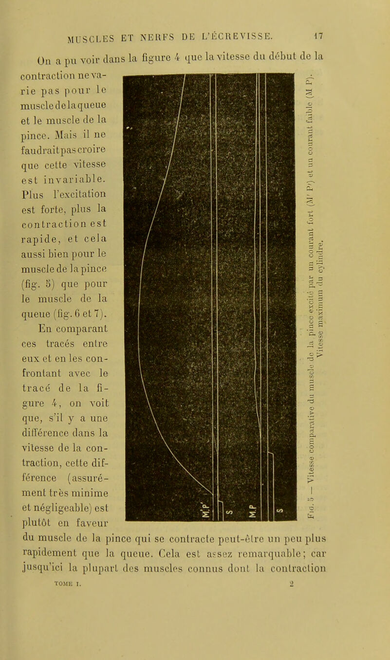 On a pu voit- dans la figure 4 que la vitesse du début de la contraction ne va- rie pas pour le muscle delaqueue et le muscle de la pince. Mais il ne faudraitpas croire que cette vitesse est invariable. Plus l'excitation est forte, plus la contraction est rapide, et cela aussi bien pour le muscle de la pince (fig. 8) que pour le muscle de la queue (fig. 6 et 7). En comparant ces tracés entre eux et en les con- frontant avec le tracé de la fi- gure 4, on voit que, s'il y a une différence dans la vitesse de la con- traction, cette dif- férence (assuré- ment très minime et négligeable) est plutôt en faveur du muscle de la pince qui se contracte peut-èlrc un peu plus rapidement que la queue. Cela est assez remarquable; car jusqu'ici la plupart des muscles connus dont la contraction TO.ME I. 2 ci — P o - o o o
