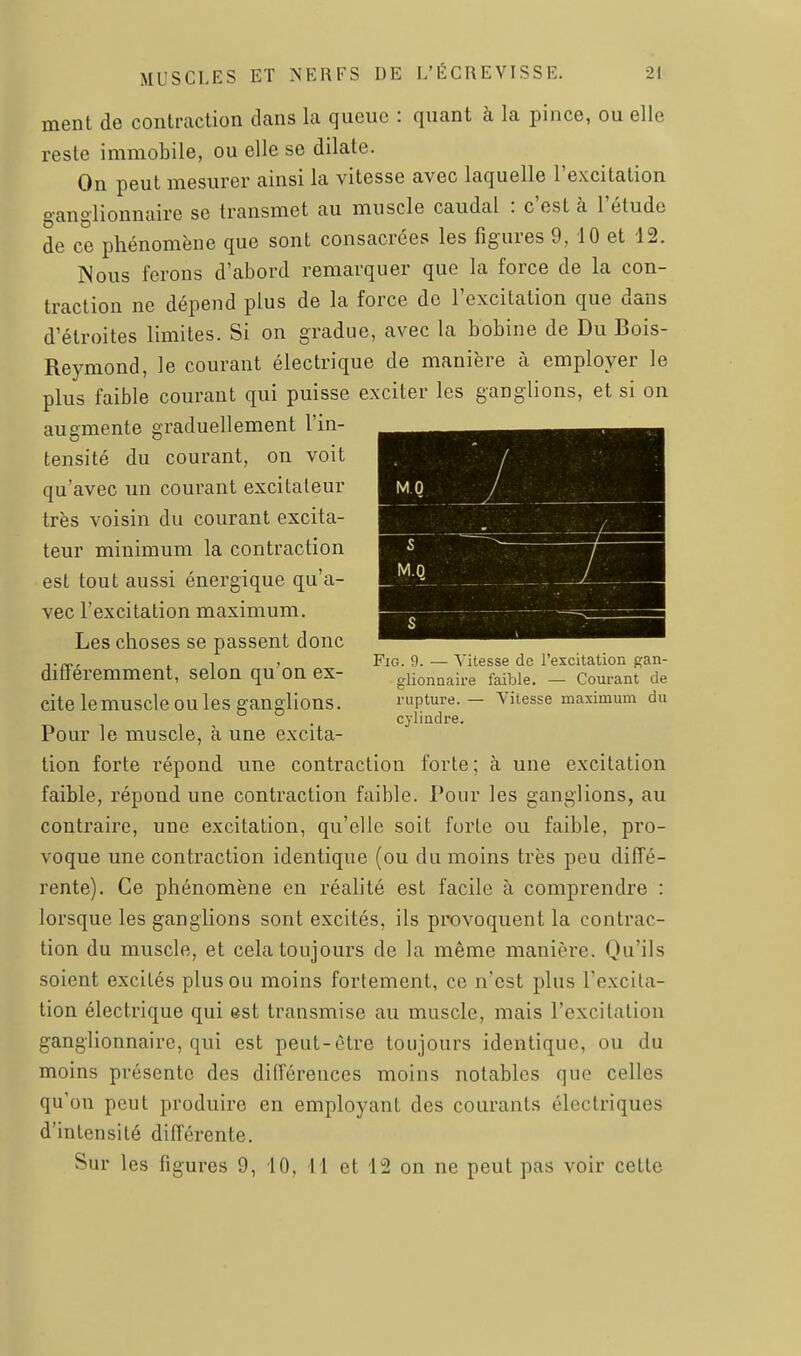ment de contraction dans la queue : quant à la pince, ou elle reste immobile, ou elle se dilate. On peut mesurer ainsi la vitesse avec laquelle l'excitation ganglionnaire se transmet au muscle caudal : c'est à l'étude de ce phénomène que sont consacrées les figures 9, 10 et 12. Nous ferons d'abord remarquer que la force de la con- traction ne dépend plus de la force de l'excitation que dans d'étroites limites. Si on gradue, avec la bobine de Du Bois- Reymond, le courant électrique de manière à employer le plus faible courant qui puisse exciter les ganglions, et si on augmente graduellement l'in- tensité du courant, on voit qu'avec un courant excitateur très voisin du courant excita- teur minimum la contraction est tout aussi énergique qu'a- vec l'excitation maximum. Les choses se passent donc ^ 1 , FiG. 9.—Vitesse de l'excitation p;an- dlfFeremment, selon qu on ex- gUonnaire faible. - Courant de cite lemuscle ou les ganglions. rupture. — vitesse maximum du cylindre. Pour le muscle, à une excita- tion forte répond une contraction forte; à une excitation faible, répond une contraction faible. Pour les ganglions, au contraire, une excitation, qu'elle soit forte ou faible, pro- voque une contraction identique (ou du moins très peu diffé- rente). Ce phénomène en réalité est facile à comprendre : lorsque les ganglions sont excités, ils pix)voquent la contrac- tion du muscle, et cela toujours de la même manière. Qu'ils soient excités plus ou moins fortement, ce n'est plus l'excita- tion électrique qui est transmise au muscle, mais l'excitation ganglionnaire, qui est peut-être toujours identique, ou du moins présente des différences moins notables que celles qu'on peut produire en employant des courants électriques d'intensité différente. Sur les figures 9, 10, 11 et 12 on ne peut pas voir cette