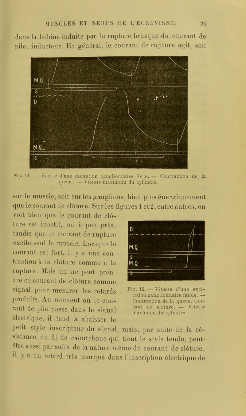 dans la bobine induite par la rupture brusque du courant de pile, inducteur. En générai, le courant de rupture agit, soit Fia. M. — Vitesse d'une excitation ganglionnaire forte. — Contraction de la queue. — Vitesse maximum du cylindre. sur le muscle, soit sur les ganglions, bien plus énergiquement que le courant de clôture. Sur les figures 1 et 2, entre autres, on voit bien que le courant de clô- ture est inaclif. ou à peu près, tandis que le courant de rupture excite seul le muscle. Lorsque le courant est fort, il y a une con- traction à la clôture comme à Ja rupture. Mais on ne peut pren- dre ce courant de clôture comme signal pour mesurer les retards produits. Au moment où le cou- rant de pile passe dans le signal électrique, il tend à abaisser le petit style inscripteur du signal, mais, par suite de la ré- sistance du fil de caoutchouc qui tient le style tendu, peut- être aussi par suite de la nature même du courant de clôture, il y a un retard très marqué dans l'inscription électrique de Fio. 12. — Vitesse d'une exci- tation ganglionnaire faible. —• Contraction de la queue. Cou- rant de clôture. — Vitesse maximum du cvlindre.