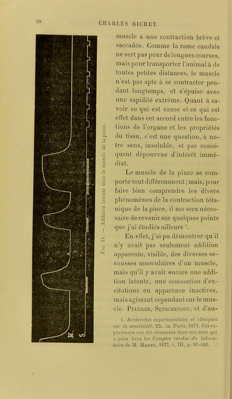 muscle a une contraction brève et saccadée. Comme la rame caudale ne sert pas pour de long ues courses, mais pour transporter l'animal à de toutes petites distances, le muscle n'est pas apte à se contracter pen- dant long-temps, et s'épuise avec une rapidité extrême. Quant à sa- voir ce qui est cause et ce qui est effet dans cet accord entre les fonc- 1 lions de l'organe et Jes propriétés ^ du tissu, c'est une question, à no- g tre sens, insoluble, et par consé- 2 quent dépourvue d'intérêt immé- en % diat. - Le muscle de la pince se com- 1 porte tout différemment ; mais, pour 2 faire bien comprendre les divers I phénomènes de la contraction téta- I nique de la pince, il me sera néces- I saire de revenir sur quelques points que j'ai étudiés ailleurs \ 4 En effet, j'ai pu démontrer qu'il j n'y avait pas seulement addition apparente, visible, des diverses se- cousses musculaires d'un muscle, mais qu'il y avait encore une addi- tion latente, une sommation d'ex- citations en apparence inactives, mais agissant cependant sur le mus- cle. Pfluger, SETsciiENorr, et d'au- 1. Eccherches c.rpérimentales cl cliniques sur la sensibiliU. Th. in. Paris, 1817. Ces ex- périences ont été résumées clans mie note qui ;i jiaru dans les Comptes retidiis du labora- toire de M. Marey, 1877, t. III, p. 97-105.