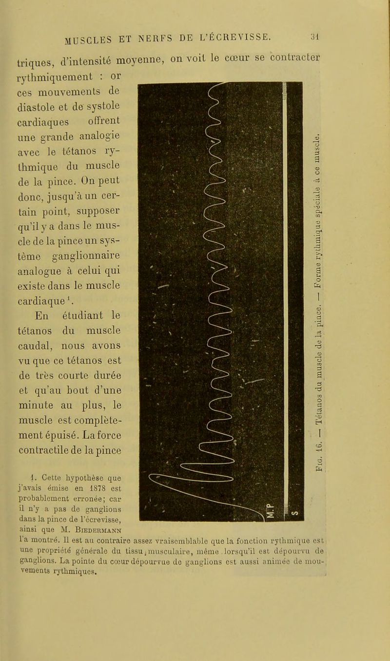 triques, d'intensité moyenne, on voit le cœur se contr ryllimiquemcnt : or ces mouvements de diastole et de systole cardiaques offrent une grande analogie avec le tétanos ry- thmique du muscle de la pince. On peut donc, jusqu'à un cer- tain point, supposer qu'il y a dans le mus- cle de la pince un sys- tème ganglionnaire analogue à celui qui existe dans le muscle cardiaque '. En étudiant le tétanos du muscle caudal, nous avons vu que ce tétanos est de très courte durée et qu'au bout d'une minute au plus, le muscle est complète- ment épuisé. La force contractile de la pince acter a* a o o i. Cette hypothèse que j'avais émise en 1878 est probablement erronée; car il n'y a pas de ganglions dans la pince de l'écrevisse, ainsi que M. Biedhrmann l'a montré. 11 est au contraire assez vraisemblable que la fonction rythmique est une propriété générale du tissujmusculaire, même , lorsqu'il est dépourvu de ganglions. La pointe du cœur dépourvue do ganglions est aussi animée de mou- vements rythmiques.