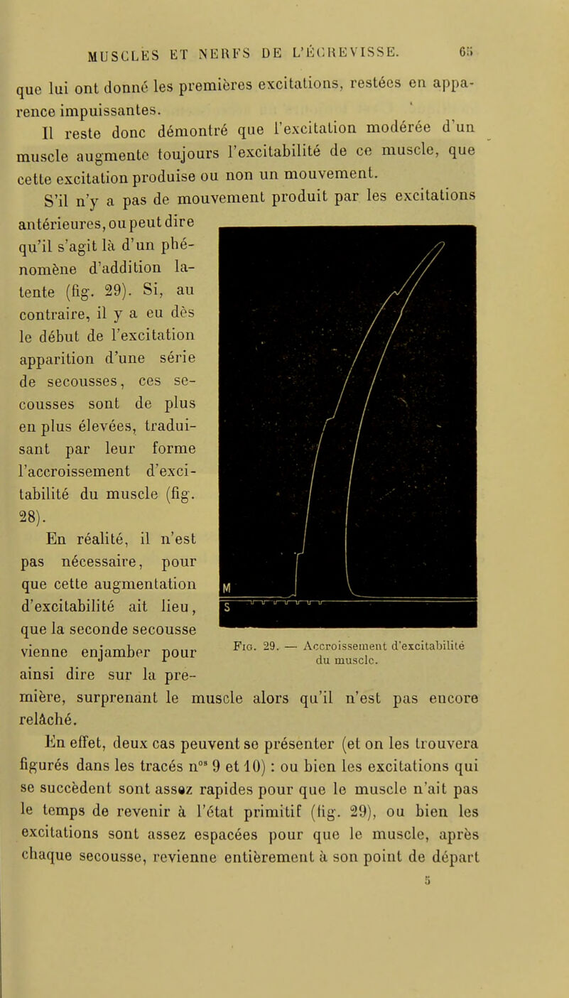 que lui ont donné les premières excitations, restées en appa- rence impuissantes. Il reste donc démontré que l'excitation modérée d'un muscle augmente toujours l'excitabilité de ce muscle, que cette excitation produise ou non un mouvement. S'il n'y a pas de mouvement produit par les excitations antérieures, ou peut dire qu'il s'agit là d'un phé- nomène d'addition la- tente (fig. 29). Si, au contraire, il y a eu dès le début de l'excitation apparition d'une série de secousses, ces se- cousses sont de plus eu plus élevées, tradui- sant par leur forme l'accroissement d'exci- tabilité du muscle (fig. 28). En réalité, il n'est pas nécessaire, pour que cette augmentation d'excitabilité ait lieu, que la seconde secousse vienne enjamber pour ainsi dire sur la pre- mière, surprenant le muscle alors qu'il n'est pas encore relâché. En effet, deux cas peuvent se présenter (et on les trouvera figurés dans les tracés n' 9 et 10) : ou bien les excitations qui se succèdent sont assez rapides pour que le muscle n'ait pas le temps de revenir à l'état primitif (fig. 29), ou bien les excitations sont assez espacées pour que le muscle, après chaque secousse, revienne entièrement à son point de départ 5 Fig. 29. — Accroissement d'escitabililé du muscle.