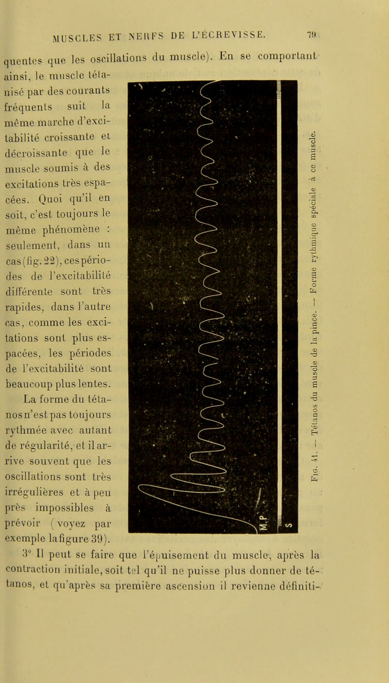 o -ci a 3 'o ■a) G. ai O g* 2 MUSCLES ET NEUFS DE L'ECREVISSE. 7ÎI qucnlos que les oscillations du muscle). En se comportant ainsi, le muscle léla- nisé par des courants fréquents suit la même marche d'exci- tabilité croissante et décroissante que le muscle soumis à des excitations très espa- cées. Quoi qu'il en soit, c'est toujours le même phénomène : seulement, dans un cas(fig.22),cespério- des de l'excitabilité différente sont très rapides, dans l'autre cas, comme les exci- tations sont plus es- pacées, les périodes de l'excitabilité sont beaucoup plus lentes. La forme du téla- nosn^estpas toujours rythmée avec autant de régularité, et il ar- rive souvent que les oscillations sont très irrégulières et à peu près impossibles à prévoir ( voyez par exemple la figure 39). 3° Il peut se faire que l'épuisement du muscle-, après la contraction initiale, soit tel qu'il ne puisse plus donner de té- tanos, et qu'après sa première ascension il revienne définiti- o 3 S O a rt -0)