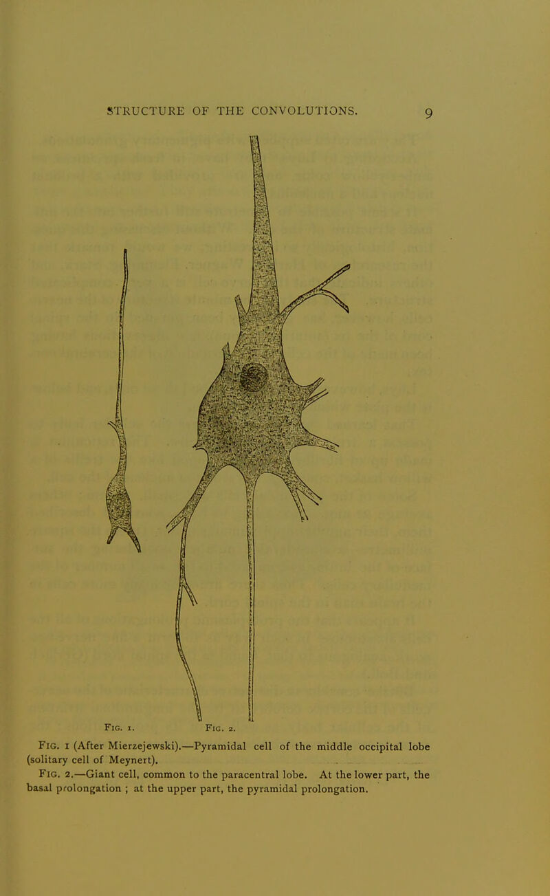 Fig. I. Fig. 2. Fig. I (After Mierzejewski).—Pyramidal cell of the middle occipital lobe (solitary cell of Meynert). Fig. 2.—Giant cell, common to the paracentral lobe. At the lower part, the basal prolongation ; at the upper part, the pyramidal prolongation.