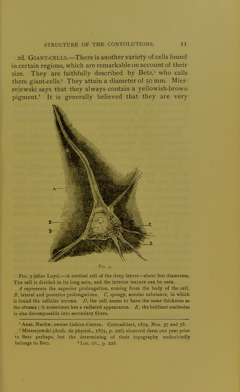 2d. Giant-cells.—There is another variety of cells found in certain regions, which are remarkable on account of their size. They are faithfully described by Betz,' who calls them giant-cells.' They attain a diameter of 50 mm. Mier- zejewski says that they always contain a yellowish-brown pigment.' It is generally believed that they are very Fig. 3. Fig. 3 (after Luys).—A cortical cell of the deep layers—about 800 diameters. The cell is divided in its long axix, and the interior texture can be seen. .4 represents the superior prolongation, coming from the body of the cell. B, lateral and posterior prolongations. C, spongy, areolar substance, in which is found the cellular stroma. Z>, the cell seems to have the same thickness as the stroma ; it sometimes has a radiated appearance. E, the brilliant nucleolus is also decomposable into secondary fibres. ' Anat. Nachw. zweier Gehirn-Centra. Centralblatt, 1874, Nos. 37 and 38. '■^ Mierzejewski (Arch, de physiol., 1875, p. 226) observed them one year prior to Betz perhaps, but the determining of their topography undoubtedly belongs to Betz. ^Loc. cit., p. 228.