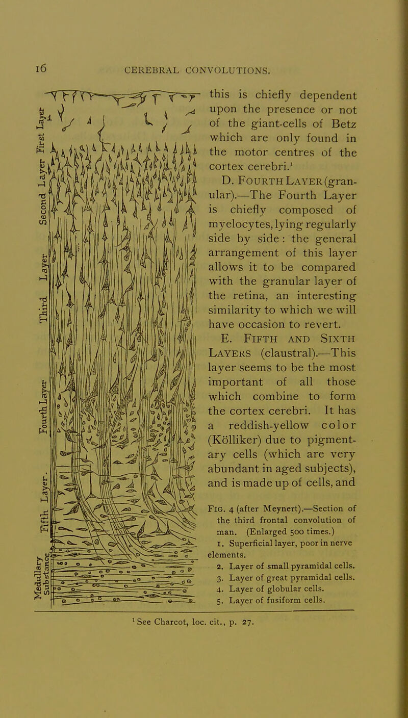 this is chiefly dependent upon the presence or not of the giant-cells of Betz which are only found in the motor centres of the cortex cerebri. D. Fourth Layer (gran- ular).—The Fourth Layer is chiefly composed of myelocytes, lying regularly side by side : the general arrangement of this la)^er allows it to be compared with the granular layer of the retina, an interesting similarity to which we will have occasion to revert. E. Fifth and Sixth Layers (claustral).—This layer seems to be the most important of all those which combine to form the cortex cerebri. It has a reddish-yellow color (Kolliker) due to pigment- ary cells (which are very abundant in aged subjects), and is made up of cells, and Fig. 4 (after Meynert).—Section of the third frontal convolution of man. (Enlarged 500 times.) 1. Superficial layer, poor in nerve elements. 2. Layer of small pyramidal cells. 3. Layer of great pyramidal cells. 4. Layer of globular cells. 5. Layer of fusiform cells.