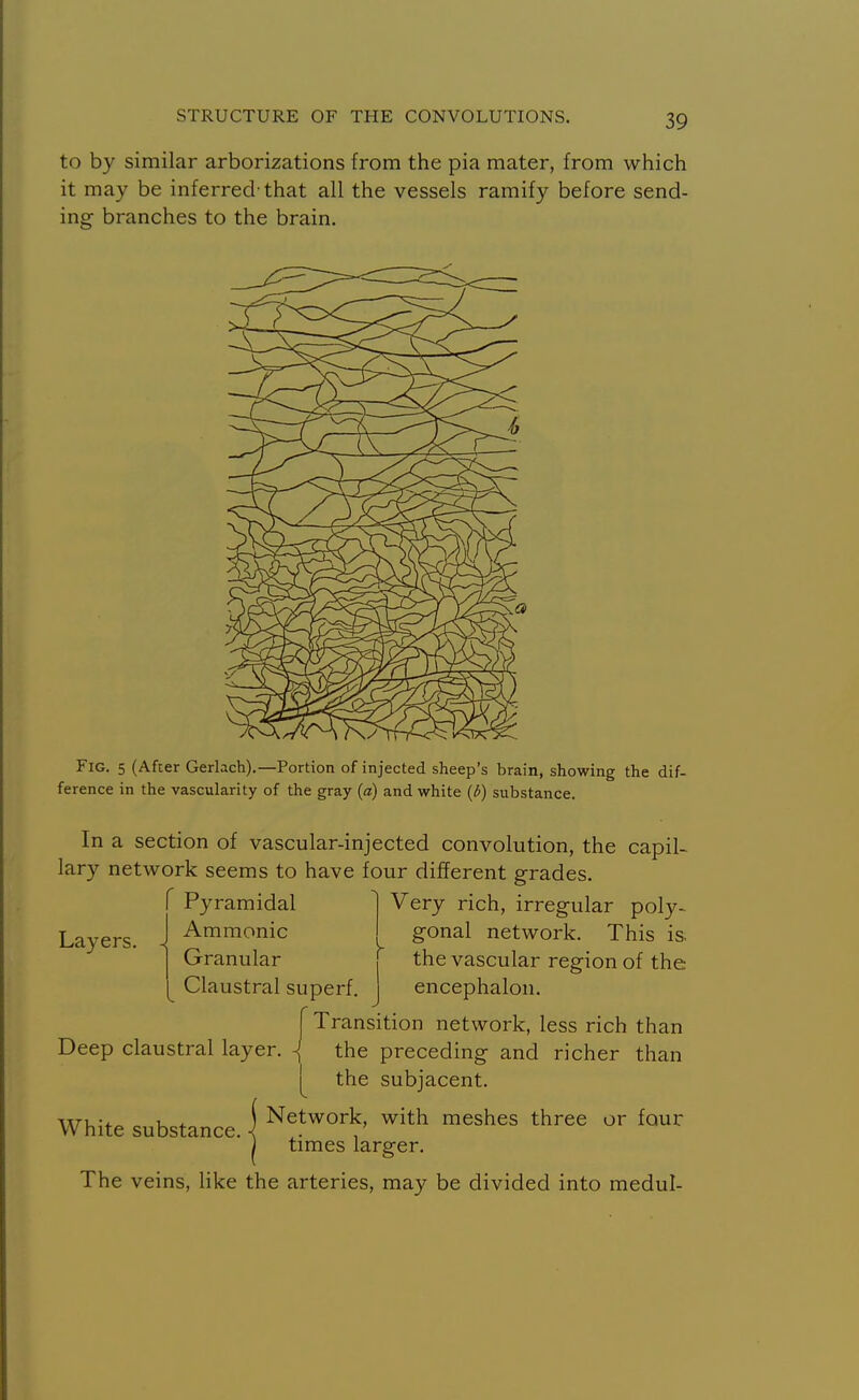 to by similar arborizations from the pia mater, from which it may be inferred-that all the vessels ramify before send- ing branches to the brain. Fig. 5 (After Gerlach).—Portion of injected sheep's brain, showing the dif- ference in the vascularity of the gray (a) and white {b) substance. In a section of vascular-injected convolution, the capil- lary network seems to have four different grades. Pyramidal 1 Very rich, irregular poly- Ammonic gonal network. This is. Granular ' the vascular region of the Claustral superf. Layers. encephalon. { Transition network, less rich than Deep claustral layer. \ the preceding and richer than y the subjacent. White substance. | ^^^work, with meshes three or four times larger. The veins, like the arteries, may be divided into medul-