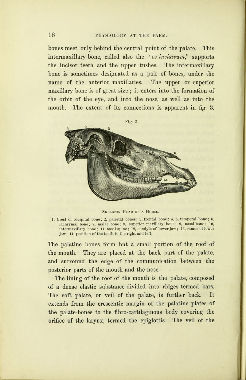 bones meet only behind the central point of the palate. This intermaxillary bone, called also the  os incisivum, supports the incisor teeth and the upper tushes. The intermaxillary bone is sometimes designated as a pair of bones, under the name of the anterior maxillaries. The upper or superior maxillary bone is of great size; it enters into the formation of the orbit of the eye, and into the nose, as well as into the mouth. The extent of its connections is apparent in fig. 3. Fig-. 3. Skeleton Head of a Horse. 1, Crest of occipital bone; 2, parietal bones; 3, frontal bone; 4, 5, temporal bone; 6, lachrymal bone; 7, malar bone; 8, superior maxillary bone; 9, nasal bone ; 10, intermaxillary bone; 11, nasal spine; 12, condyle of lower jaw; 13, ramus of lower jaw; 14, position of the teeth to the right and left. The palatine bones form but a small portion of the roof of the mouth. They are placed at the back part of the palate, and surround the edge of the communication between the posterior parts of the mouth and the nose. The lining of the roof of the mouth is the palate, composed of a dense elastic substance divided into ridges termed bars. The soft palate, or veil of the palate, is further back. It extends from the crescentic margin of the palatine plates of the palate-bones to the fibro-cartilaginous body covering the orifice of the larynx, termed the epiglottis. The veil of the