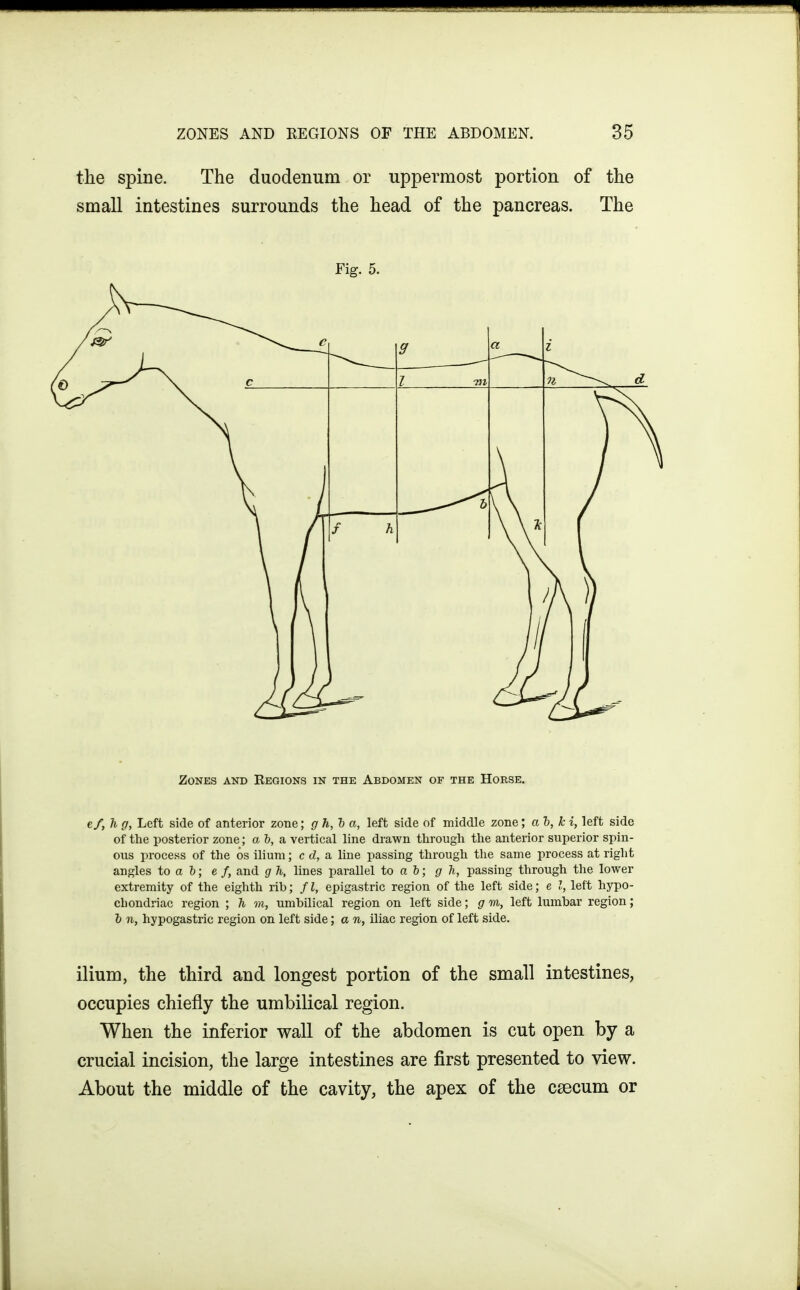 the spine. The duodenum or uppermost portion of the small intestines surrounds the head of the pancreas. The Fig. 5. Zones and Regions in the Abdomen of the Horse. ef^Ti g, Left side of anterior zone; gh,'ba, left side of middle zone; ah, ki, left side of the posterior zone; ab, a, vertical line drawn through the anterior superior spin- ous process of the 6s ilium; c d, a line passing through the same process at right angles to a b; e f, and g h, lines parallel to a b; g h, passing through the lower extremity of the eighth rib; fl, epigastric region of the left side; e I, left hypo- chondriac region ; h on, umbilical region on left side; g m, left lumbar region; h n, hypogastric region on left side; a n, iliac region of left side. ilium, the third and longest portion of the small intestines, occupies chiefly the umbilical region. When the inferior wall of the abdomen is cut open by a crucial incision, the large intestines are first presented to view. About the middle of the cavity, the apex of the caecum or