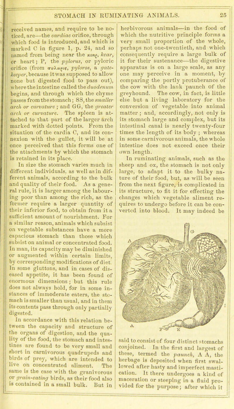 received names, and require to be no- ticed, are—the cardiac orifice, through which food is introduced, and which is marked C in figure 1, p. 24, and so named from being near the x.tu.o, hear, or heart; P, the pylorus, or pyloric orifice (from tvXco^os, pyloros, a gate- keeper, because it was supposed to allow none but digested food to pass out), where the intestine called the duodenum begins, and through which the chyme passes from the stomach; SS, the smaller arch or curvature ; and GG, the greater arch or curvature. The spleen is at- tached to that part of the larger arch marked with dotted points. From the situation of the cardia C, and its con- nexion with the gullet, it will be at once perceived that this forms one of the attachments by which the stomach is retained in its place. In size the stomach varies much in different individuals, as well as in dif- ferent animals, according to the bulk and quality of their food. As a gene- ral rule, it is larger among the labour- ing poor than among the rich, as the former require a larger quantity of their inferior food, to obtain from it a sufficient amount of nourishment. For a similar reason, animals which subsist on vegetable substances have a more capacious stomach than those which subsist on animal or concentrated food. In man, its capacity may be diminished or augmented within certain limits, by corresponding modifications of diet. In some gluttons, and in cases of dis- eased appetite, it has been found of enormous dimensions ; but this rule does not always hold, for in some in- stances of immoderate eaters, the sto- mach is smaller than usual, and in them its contents pass through only partially digested. In accordance with this relation be- tween the capacity and structure of the organs of digestion, and the qua- lity of the food, the stomach and intes- tines are found to be very small and short in carnivorous quadrupeds and birds of prey, which are intended to live on concentrated aliment. The same is the case with the granivorous or grain-eating birds, as their food also is contained in a small bulk. But in herbivorous animals—in the food of which the nutritive principle forms a very small qu'oportion of the whole, perhaps not one-twentieth, and which consequently require a large bulk of it for their sustenance—the digestive apparatus is on a large scale, as any one may perceive in a moment, by comparing the portly protuberance of the cow with the lank paunch Of the greyhound. The cow, in fact, is little else but a living laboratory for the conversion of vegetable into animal matter ; and, accordingly, not only is J its stomach large and complex, but its j intestinal canal is nearly twenty-four | times the length of its body ; whereas in some carnivorous animals, the whole intestine does not exceed once their own length. In ruminating animals, such as the sheep and ox, the stomach is not only large, to adapt it to the bulky na- ture of their food, but, as will be seen from the next figure, is complicated in its structure, to fit it for effecting the changes which vegetable aliment re- quires to undergo before it can be con- verted into blood. It may indeed be said to consist of four distinct stomachs conjoined. In the first and largest of these, termed the paunch, A A, the herbage is deposited when first swal- lowed after hasty and imperfect masti- cation. It there undergoes a kind of maceration or steeping in a fluid pro- vided for the purpose; after which it