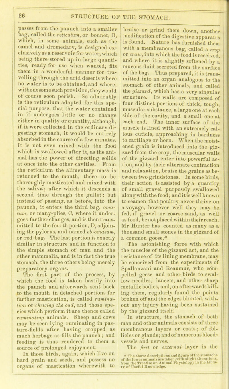 STRUCTURE OF TIIE STOMACH. passes from the paunch into a smaller bag, called the reticulum, or bonnet, B, which, in some animals, such as the camel and dromedary, is designed ex- clusively as a reservoir for water, which being there stored up in large quanti- ties, ready for use when wanted, fits them in a wonderful manner for tra- ) veiling through the arid deserts where no water is to be obtained, and where, I without some such provision, they would of course soon perish. So admirably is the reticulum adapted for this spe- cial purpose, that the water contained in it undergoes little or no change either in quality or quantity,although, if it were collected in the ordinary di- gesting stomach, it would be entirely absorbed in the course of a few minutes. It is not even mixed with the food which is swallowed after it, as the ani- mal has the power of directing solids at once into the other cavities. From the reticulum the alimentary mass is returned to the mouth, there to be thoroughly masticated and mixed with the saliva; after which it descends a second time through the gullet: but instead of passing, as before, into the paunch, it enters the third bag, oma- sum, or many-plies, C, where it under- goes farther changes, and is then trans- mitted to the fourth portion, D, adjoin- ing the pylorus, and named ob-omasum, or red-bag. The last portion is exactly similar in structure and in function to the simple stomach of man and the other mammalia, and is in fact the true stomach, the three others being merely preparatory organs. The first part of the process, by which the food is taken hastily into the paunch and afterwards sent back | to the mouth in detached portions for farther mastication, is called rumina- tion or chewing the cud, and those spe- cies which perform it are thence called ruminating animals. Sheep and cows may be seen lying ruminating in pas- ture-fields after having cropped as much herbage as fills the paunch ; and feeding is thus rendered to them a source of prolonged enjoyment. In those birds, again, which live on hard grain and seeds, and possess no organs of mastication wherewith to bruise or grind them down, another modification of the digestive apparatus is found. Nature has furnished them with a membranous bag, called a crop or craw, into which the food is received, and where it is slightly softened by a mucous fluid secreted from the surface of the bag. Thus prepared, it is trans- mitted into an organ analogous to the stomach of other animals, and called the gizzard, which has a very singular structure. Its walls are composed of four distinct portions of thick, tough, muscular substance, a large one at each side of the cavity, and a small one at each end. The inner surface of the muscle is lined with an extremely cal- lous cuticle, approaching in hardness to cartilage or horn. When the moist- ened grain is introduced into the giz- zard from the crop, the muscular walls of the gizzard enter into powerful ac- tion, and by their alternate contraction and relaxation, bruise the grains as be- tween two grindstones. In some birds, their action is assisted by a quantity of small gravel purposely swallowed along with the food; an d it is well known to seamen that poultry never thrive on a voyage, however well they may be fed, if gravel or coarse sand, as well as food, be not placed within theirreach. Mr Hunter has counted as many as a thousand small stones in the gizzard of a common goose.* The astonishing force with which the muscles of the gizzard act, and the resistance of its lining membrane, may be conceived from the experiments of Spallanzani and Reaumur, who com- pelled geese and other birds to swal- low needles, lancets, and other sharp metallic bodies, and, on afterwards kill- ing them, regularly found the points broken off and the edges blunted, with- out any injury having been sustained by the gizzard itself. In structure, the stomach of both man and other animals consists of three membranous layers or coats ; of fol- licles or glands; and of numerous blood- vessels and nerves. The first or external layer is the * The above descriptions and flgruro of the stomachs of the lower animals are taken, with slight alterations, from the Treatise on Animal Physiology In the Libra* rv of Useful Knowledge.