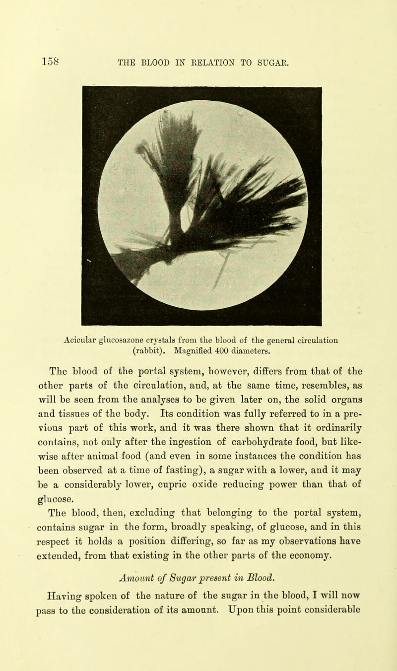Acicular glucosazone crystals from tlie blood of the general circulation (rabbit). Magnified 400 diameters. The blood of the portal system, however, differs from that of the other parts of the circulation, and, at the same time, resembles, as will be seen from the analyses to be given later on, the solid organs and tissues of the body. Its condition was fully referred to in a pre- vious part of this work, and it was there shown that it ordinarily contains, not only after the ingestion of carbohydrate food, but like- wise after animal food (and even in some instances the condition has been observed at a time of fasting), a sugar with a lower, and it may be a considerably lower, cupric oxide reducing power than that of glucose. The blood, then, excluding that belonging to the portal system, contains sugar in the form, broadly speaking, of glucose, and in this respect it holds a position differing, so far as my observations have extended, from that existing in the other parts of the economy. Amount of Sugar present in Blood. Having spoken of the nature of the sugar in the blood, I will now pass to the consideration of its amount. Upon this point considerable