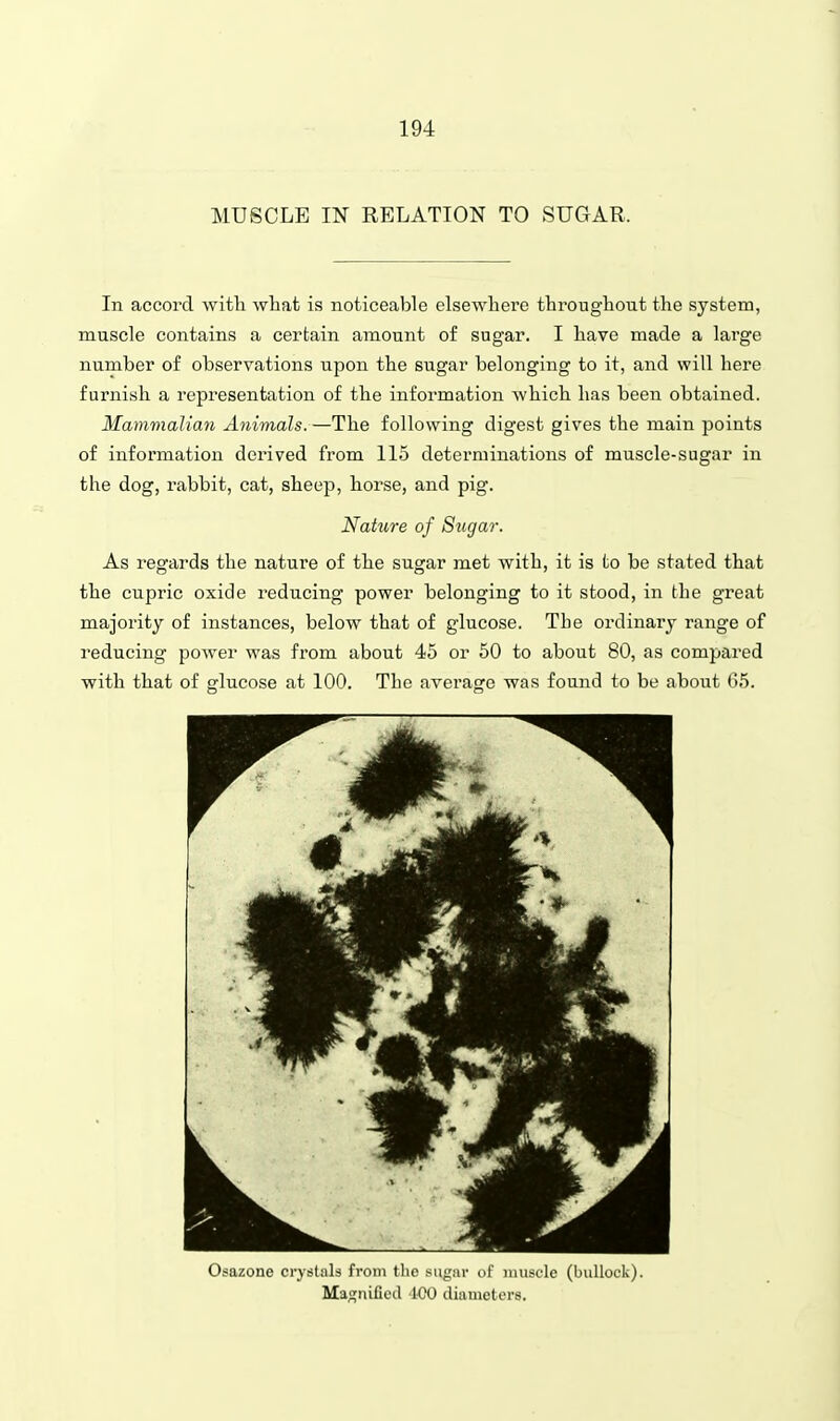 MUSCLE IN RELATION TO SUGAR. In accord with what is noticeable elsewhere throughout the system, muscle contains a certain amount of sugar. I have made a large number of observations upon the sugar belonging to it, and will here furnish a representation of the information which has been obtained. Mammalian Animals.—The following digest gives the main points of information derived from 115 determinations of muscle-sugar in the dog, rabbit, cat, sheep, horse, and pig. Nature of Sugar. As regards the nature of the sugar met with, it is to be stated that the cupric oxide reducing power belonging to it stood, in the great majority of instances, below that of glucose. The ordinary range of reducing power was from about 45 or 50 to about 80, as compared with that of glucose at 100. The average was found to be about G5. Osazone crystals from tlio sugar of muscle (bullock). Magnified '100 diameters.